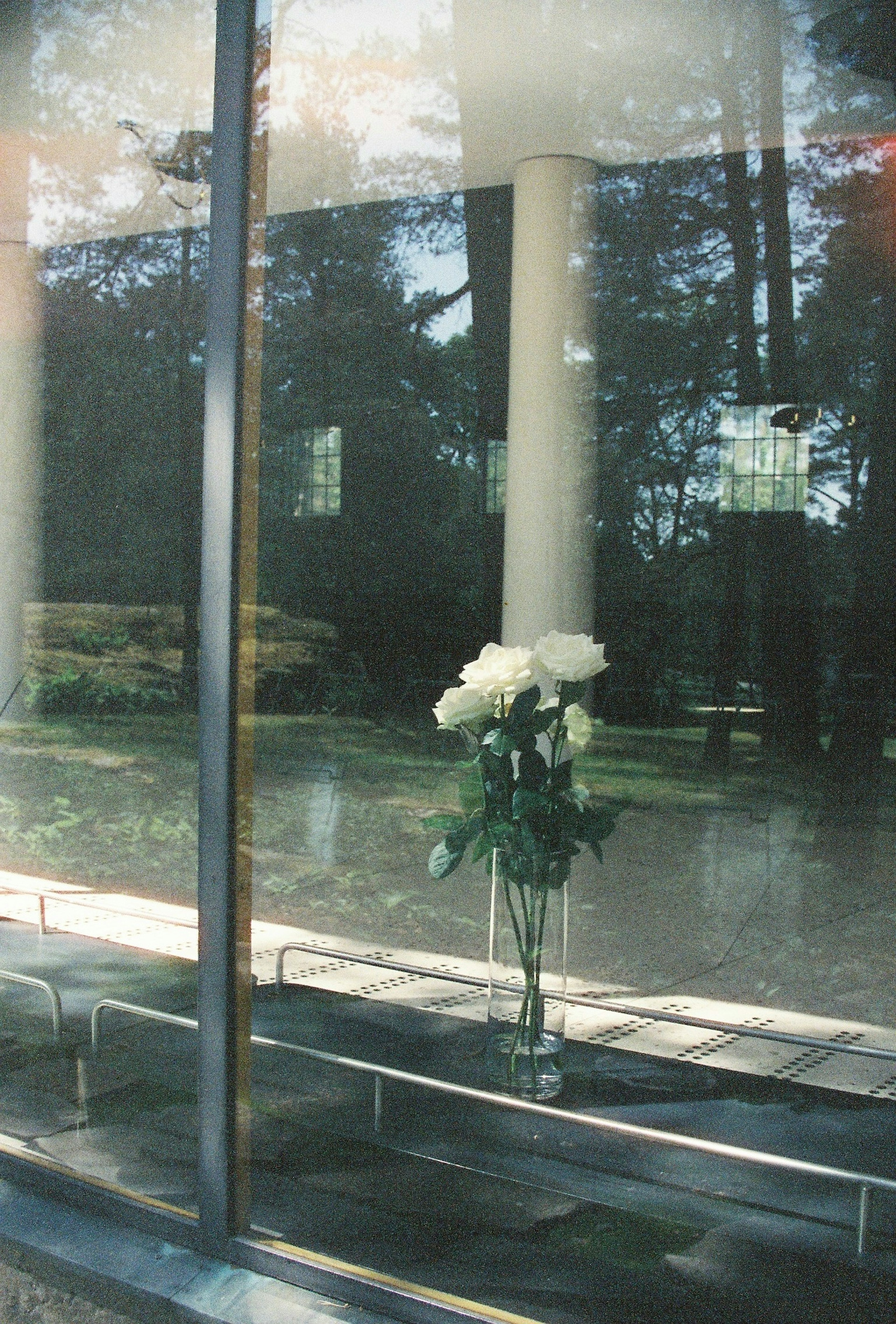 A bouquet of white roses seen through glass with surrounding nature