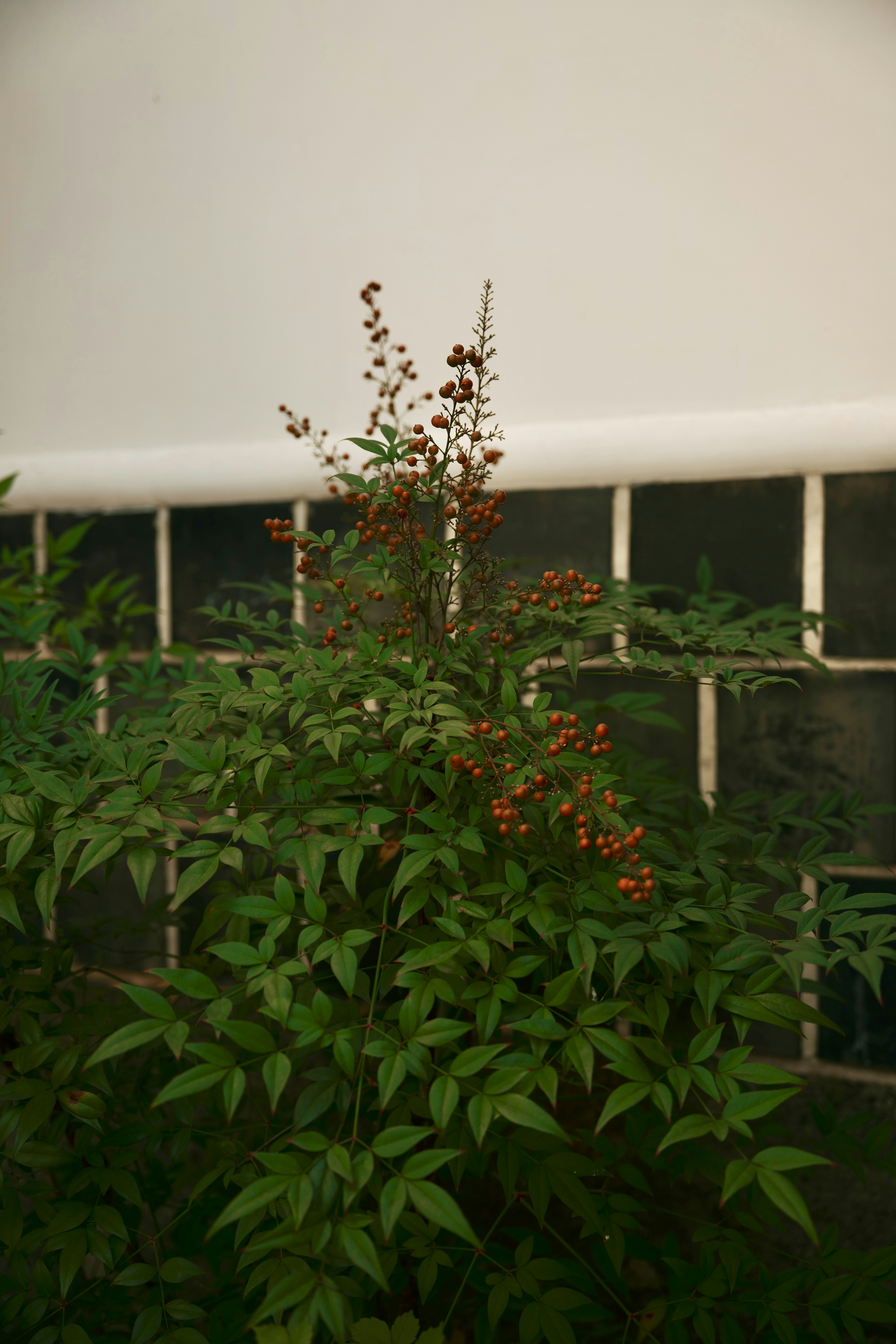 Plante avec des baies rouges devant un fond blanc