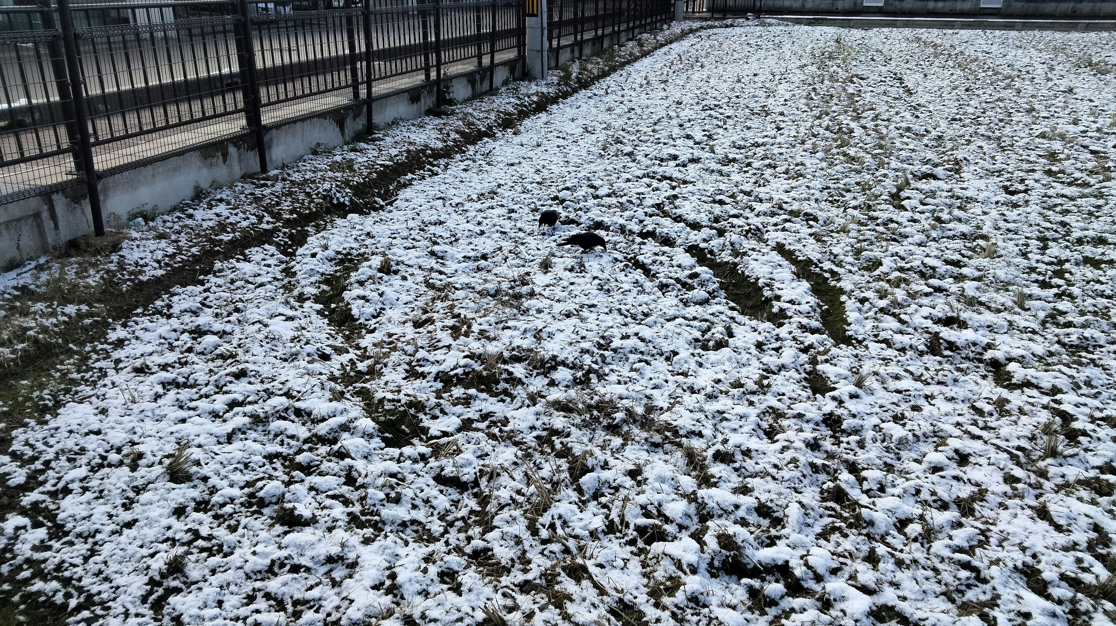 Reifenabdrücke auf schneebedecktem Gras mit einem Zaun