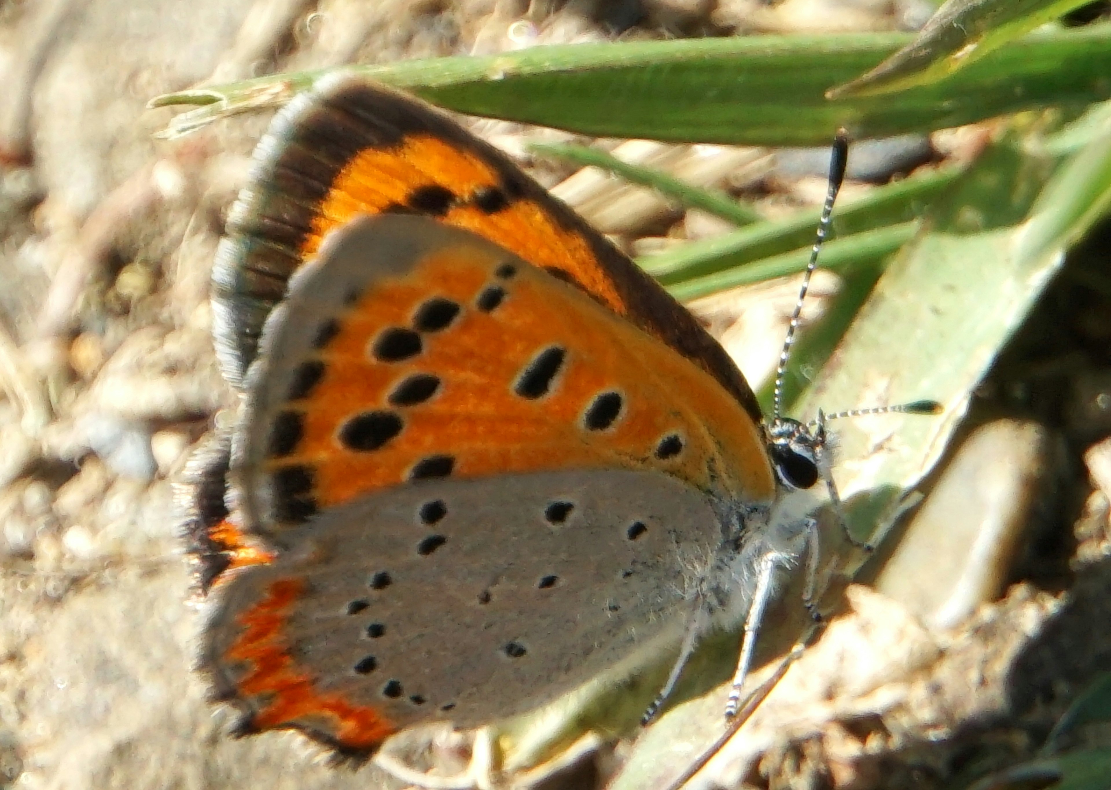 Ein kleiner Schmetterling mit orangefarbenen und grauen Flecken, der auf Gras sitzt