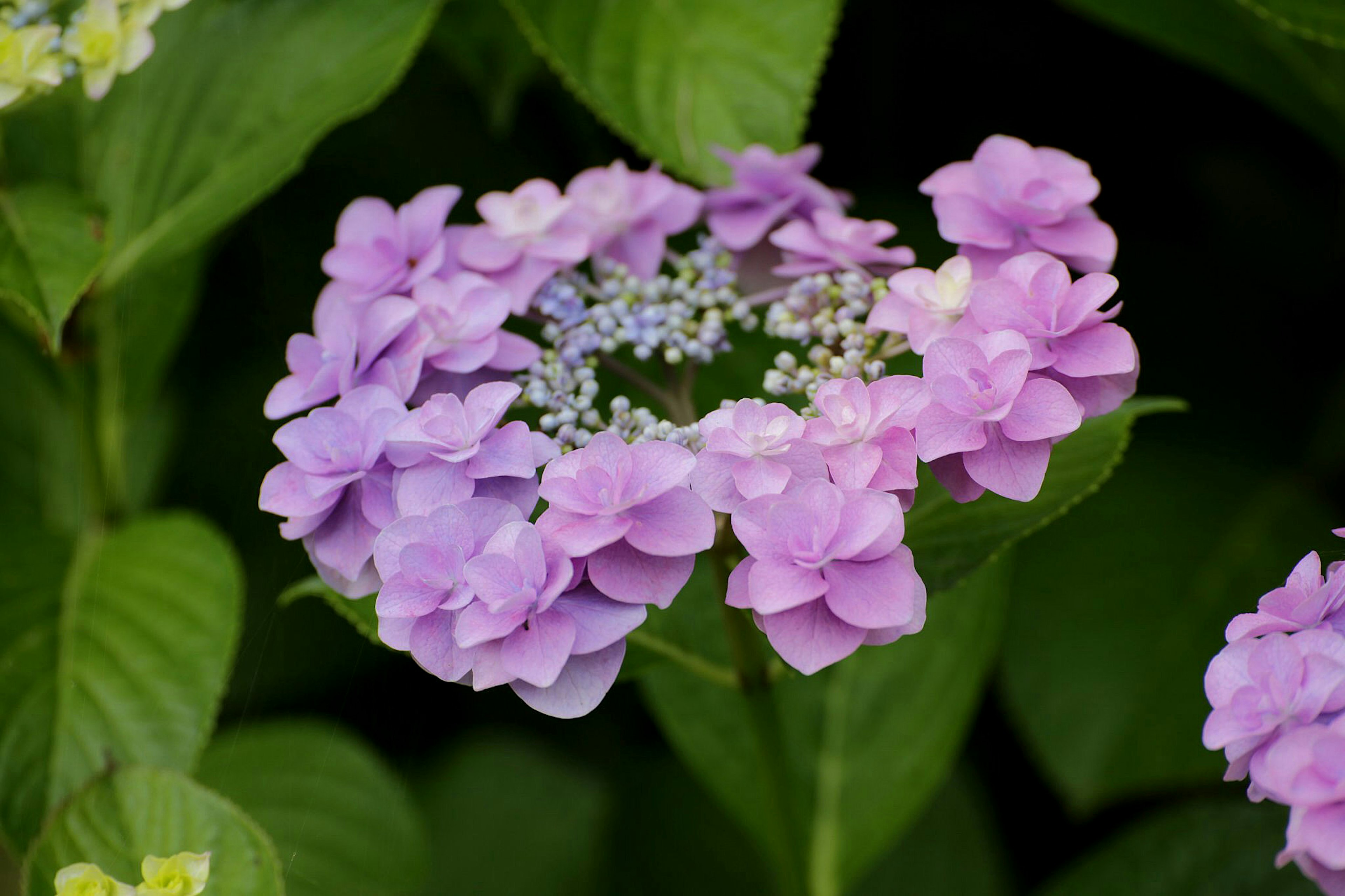 Primo piano di un fiore di ortensia con petali viola