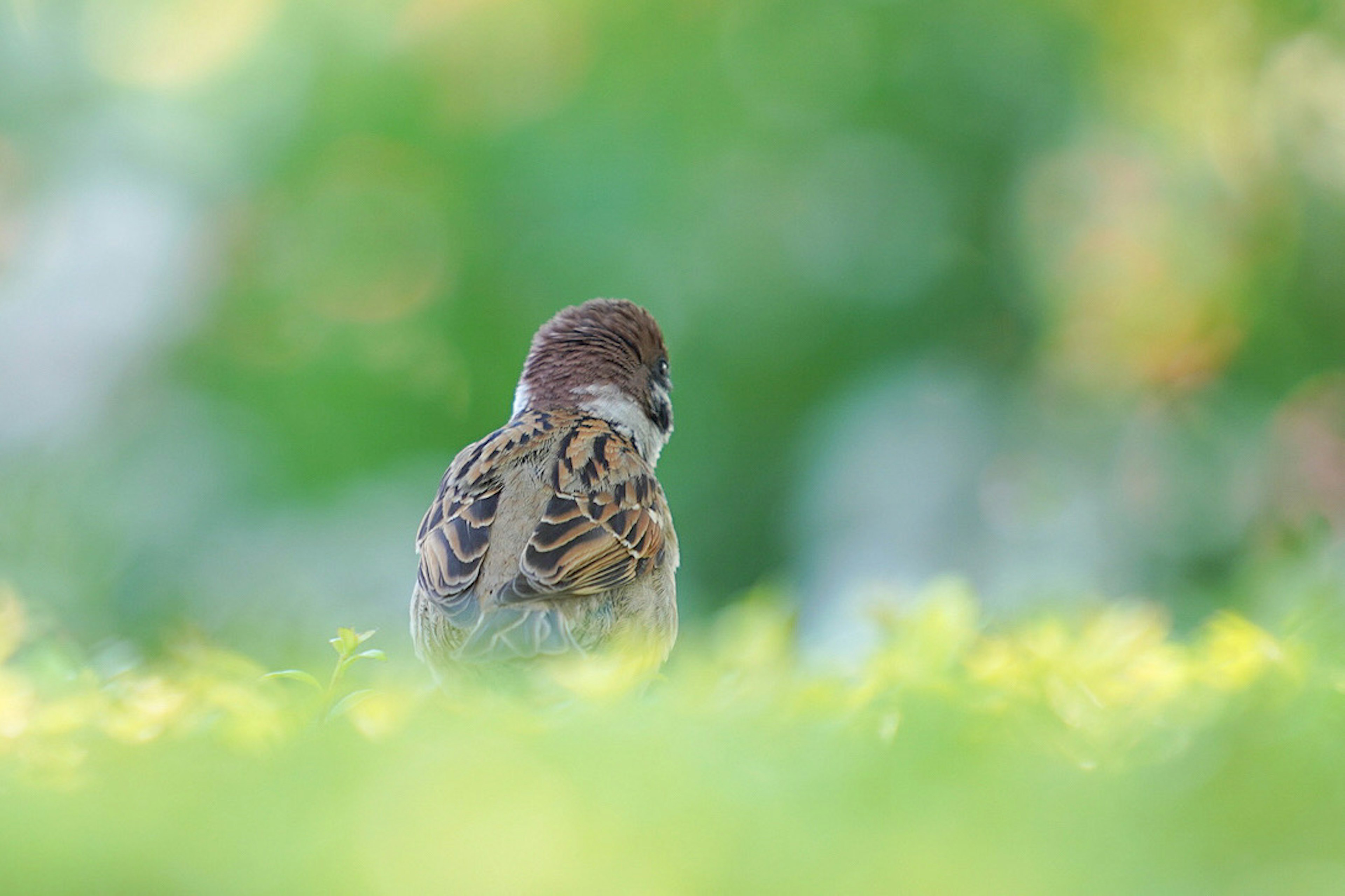 緑の背景の中で後ろを向いているスズメの写真