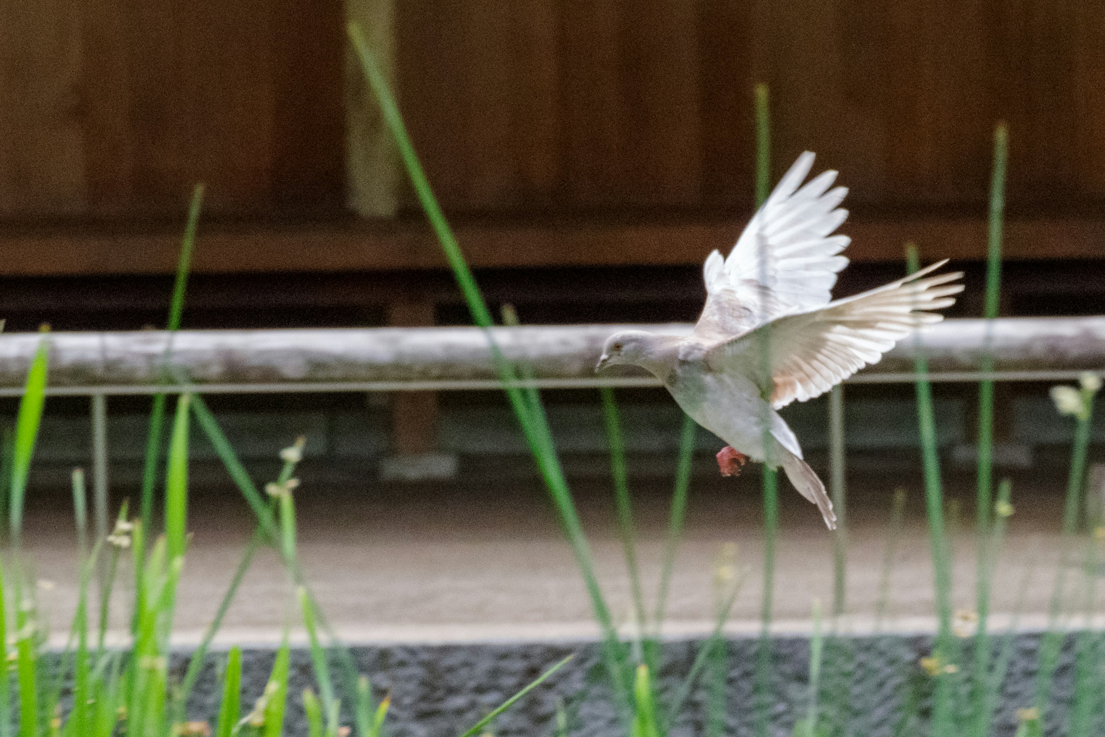 A white dove in flight with green grass surrounding it