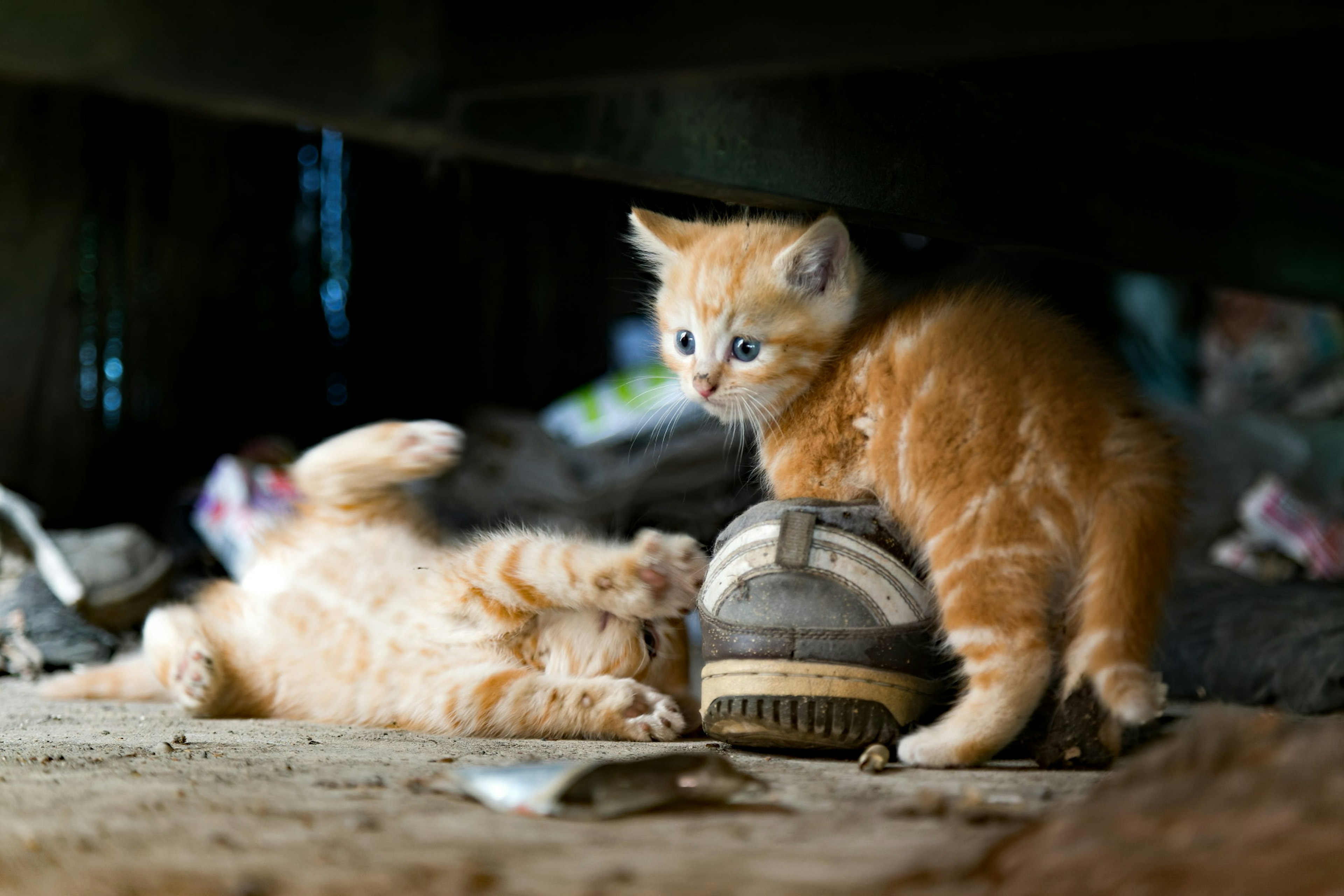 Dos gatitos naranjas jugando sobre un zapato viejo