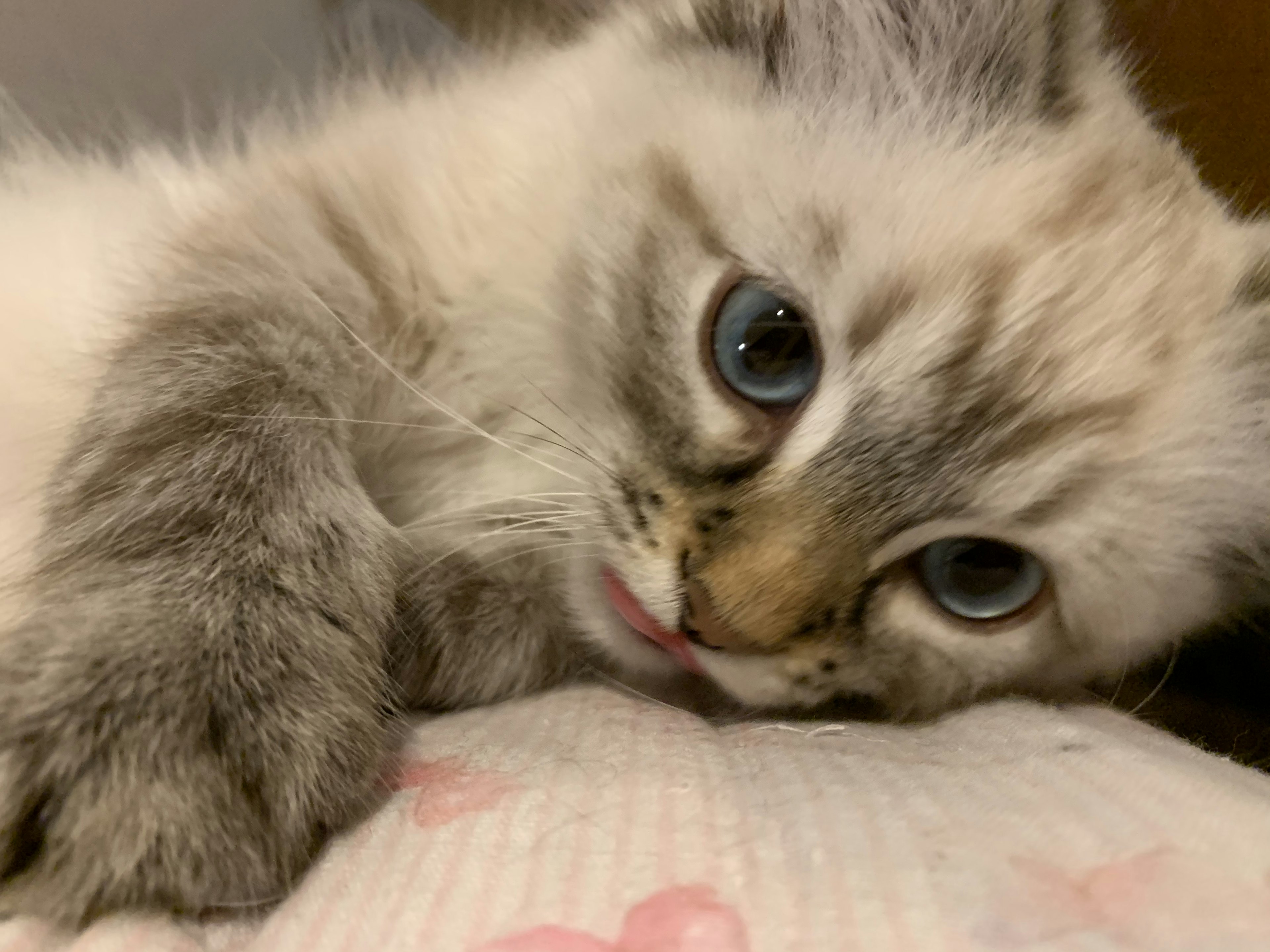 Ein grauer und weißer Kätzchen liegt mit auffälligen blauen Augen und einem niedlichen Ausdruck