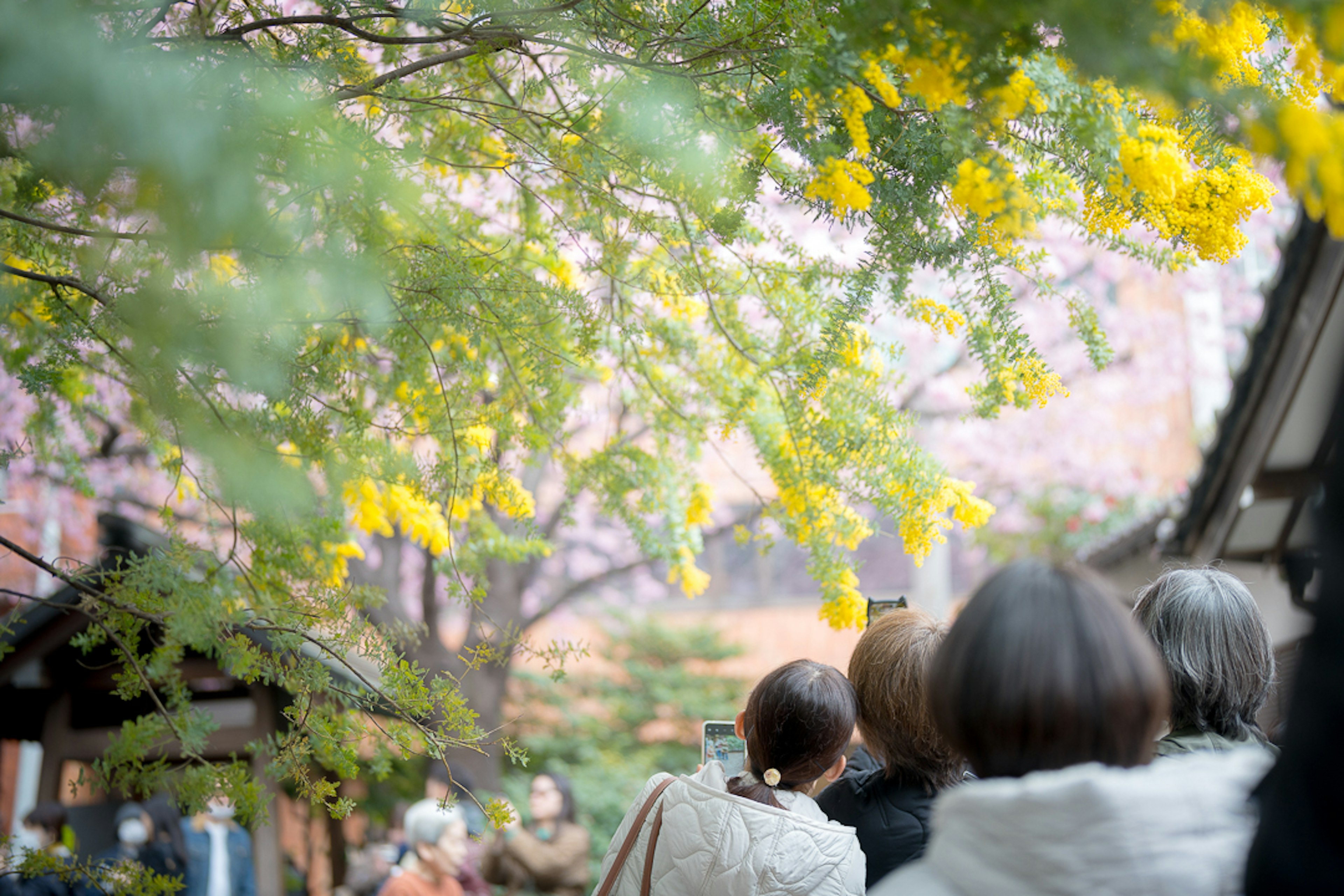 People walking under trees with yellow flowers