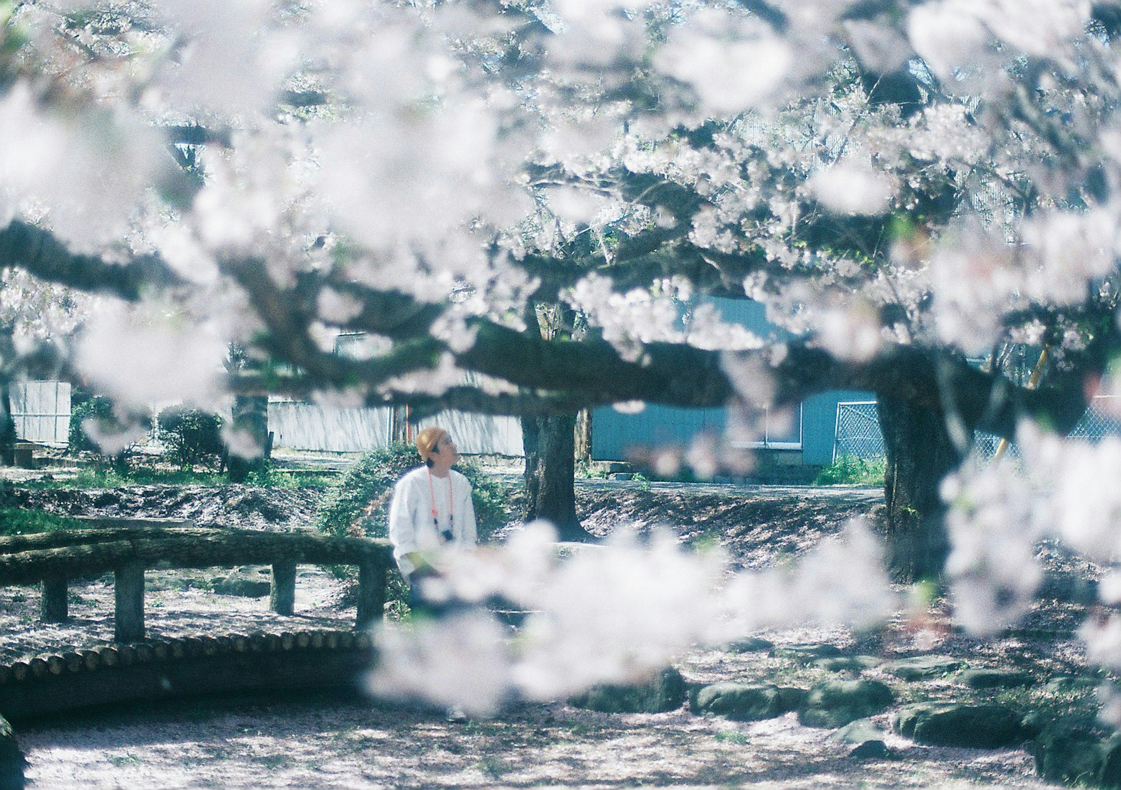 桜の木の下で座っている人物と花びらの美しい風景