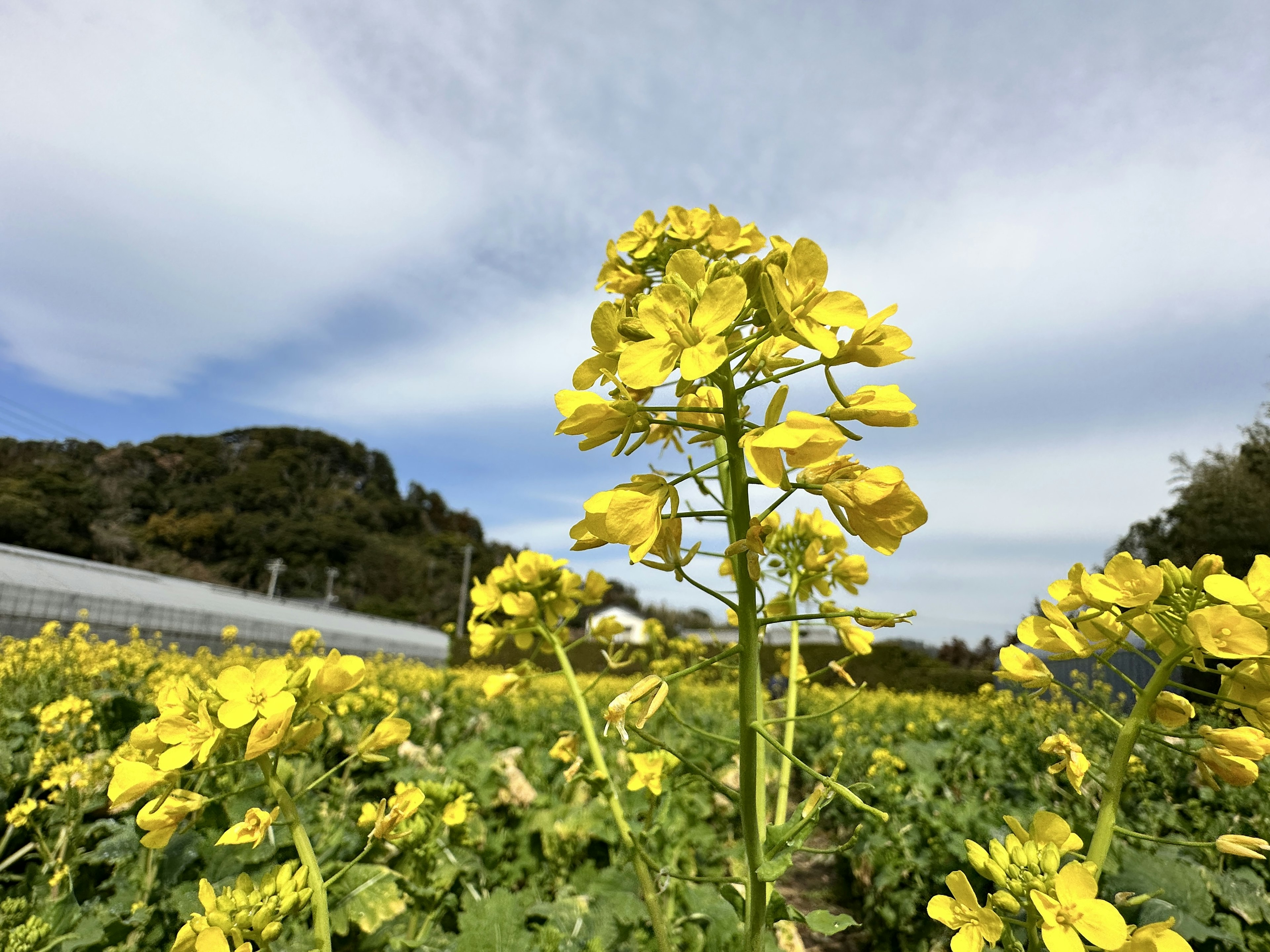 Campo di fiori di colza gialli in fiore sotto un cielo blu con nuvole