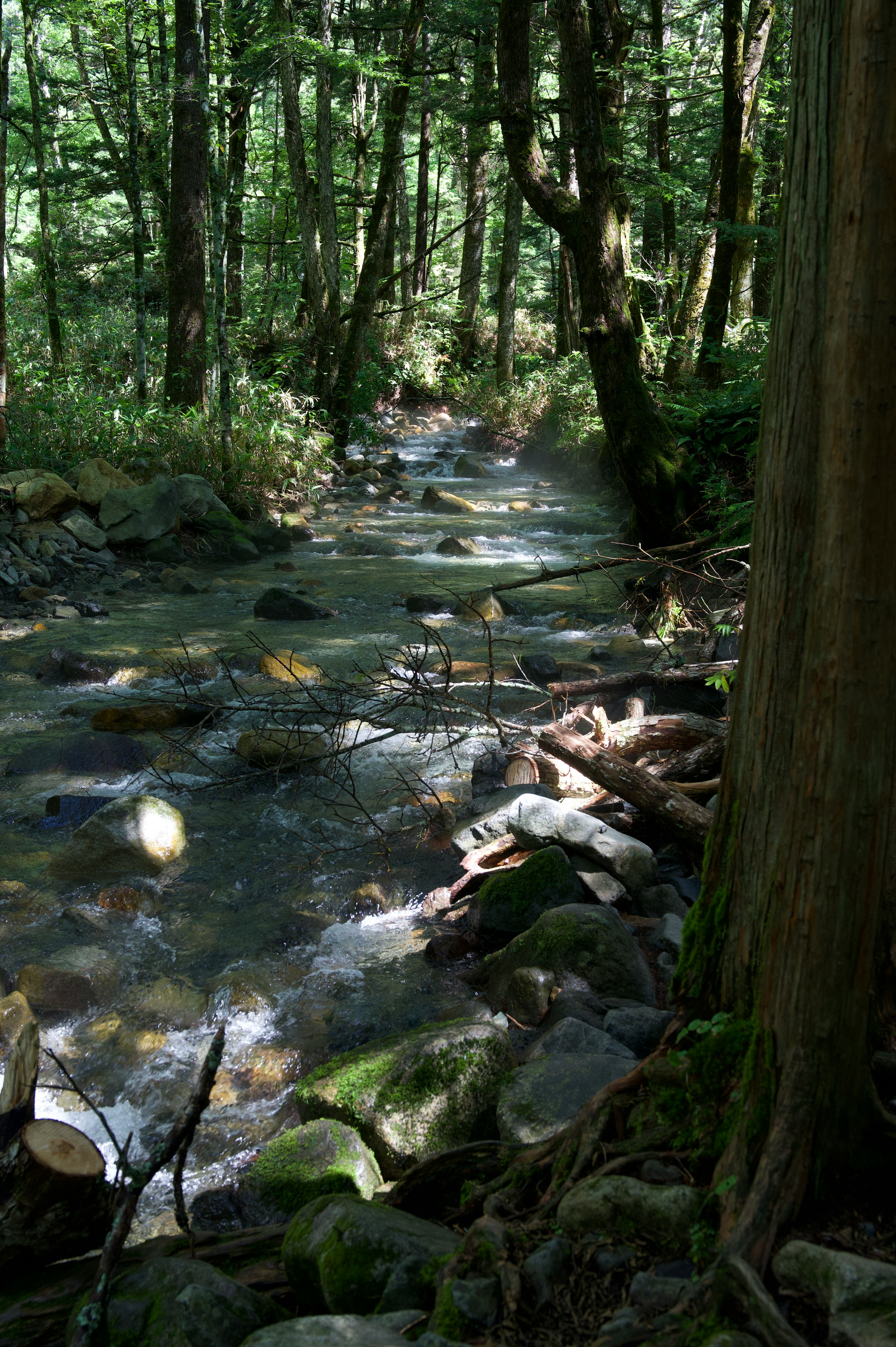 Vista escénica de un arroyo que fluye a través de un bosque verde