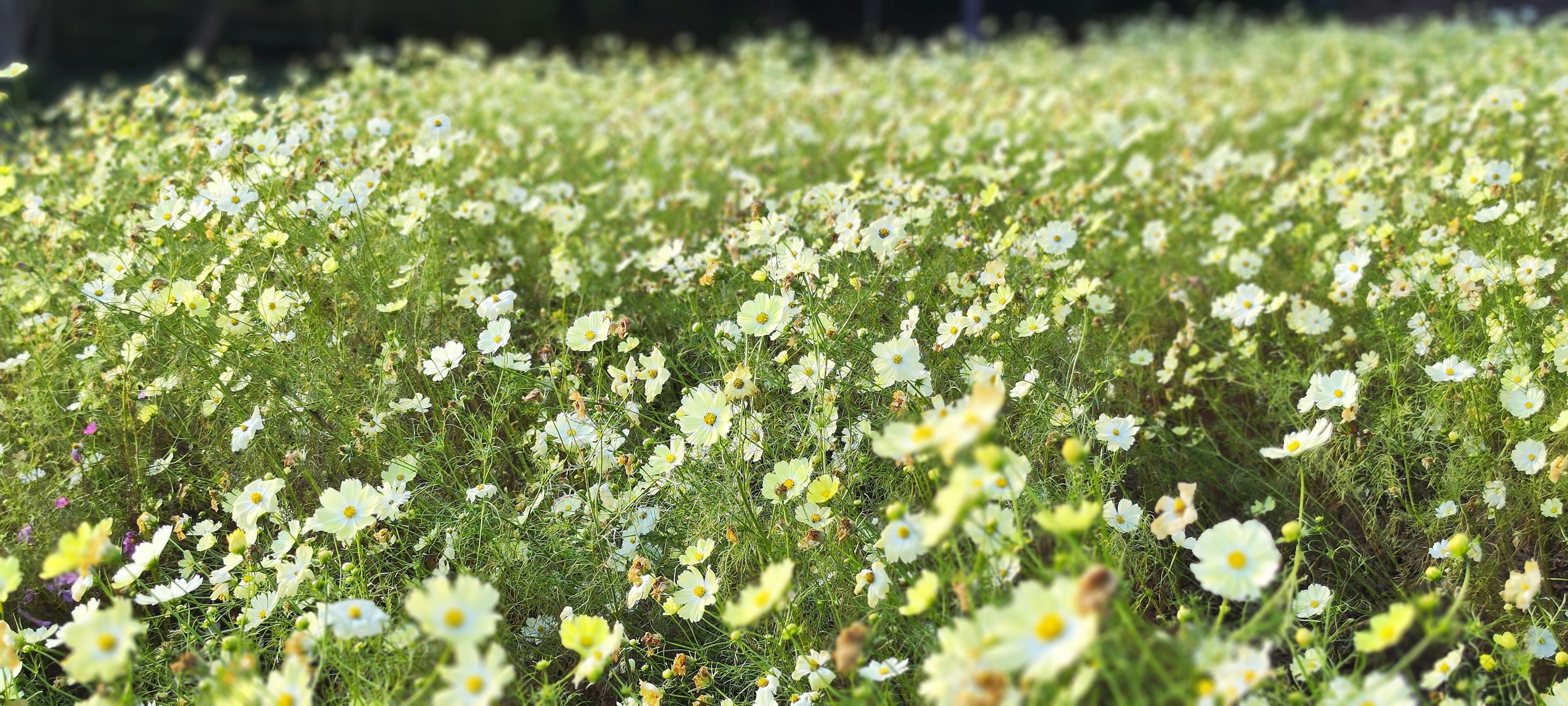 Champ verdoyant rempli de fleurs sauvages en fleurs