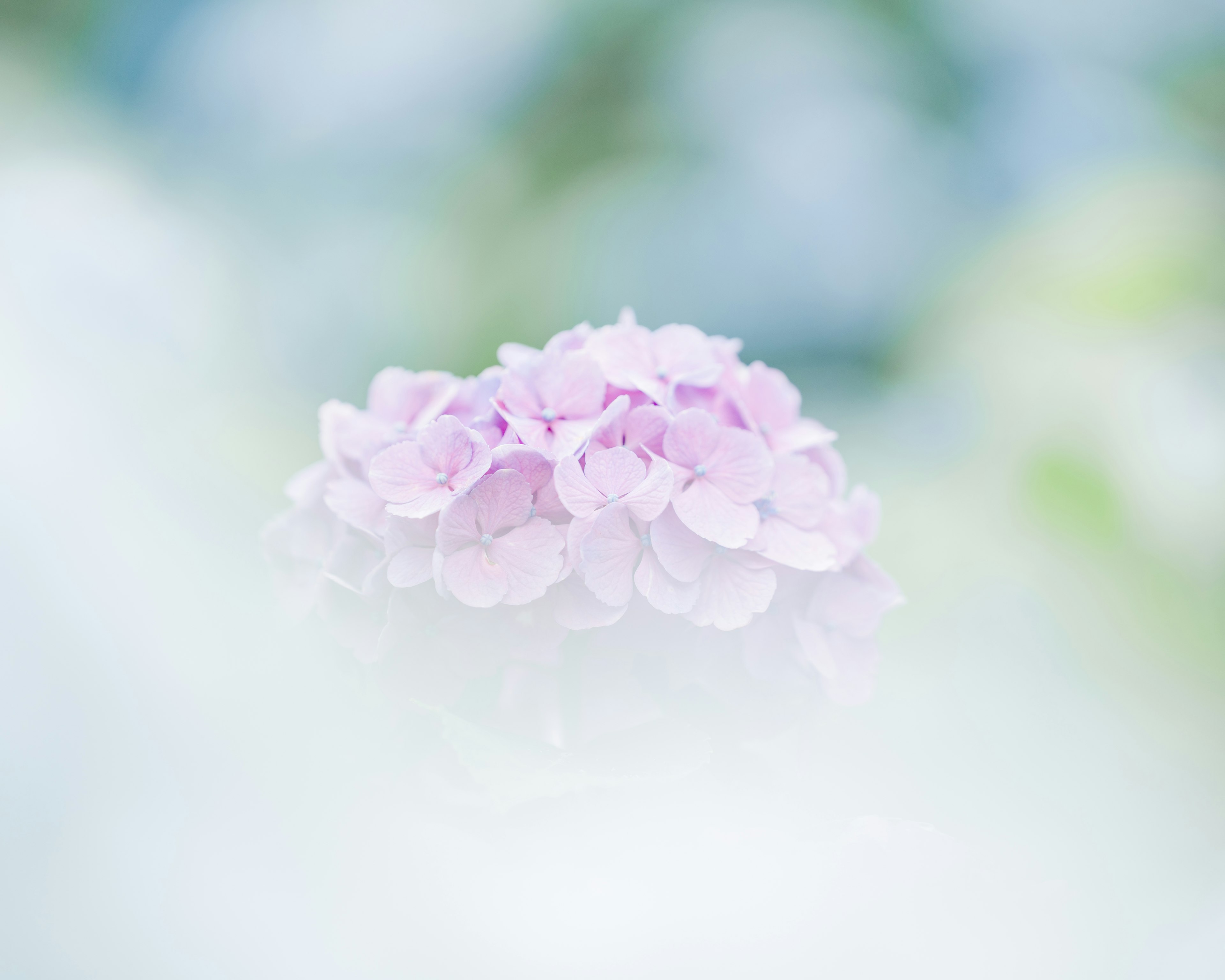 A soft pink flower against a blurred blue and white background