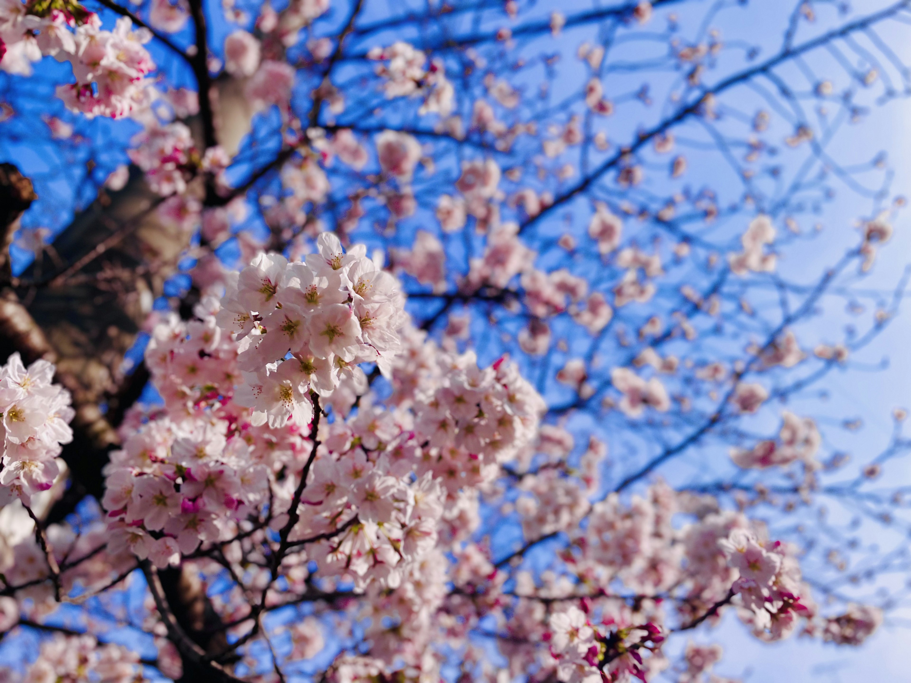 Close-up of cherry blossoms against a blue sky