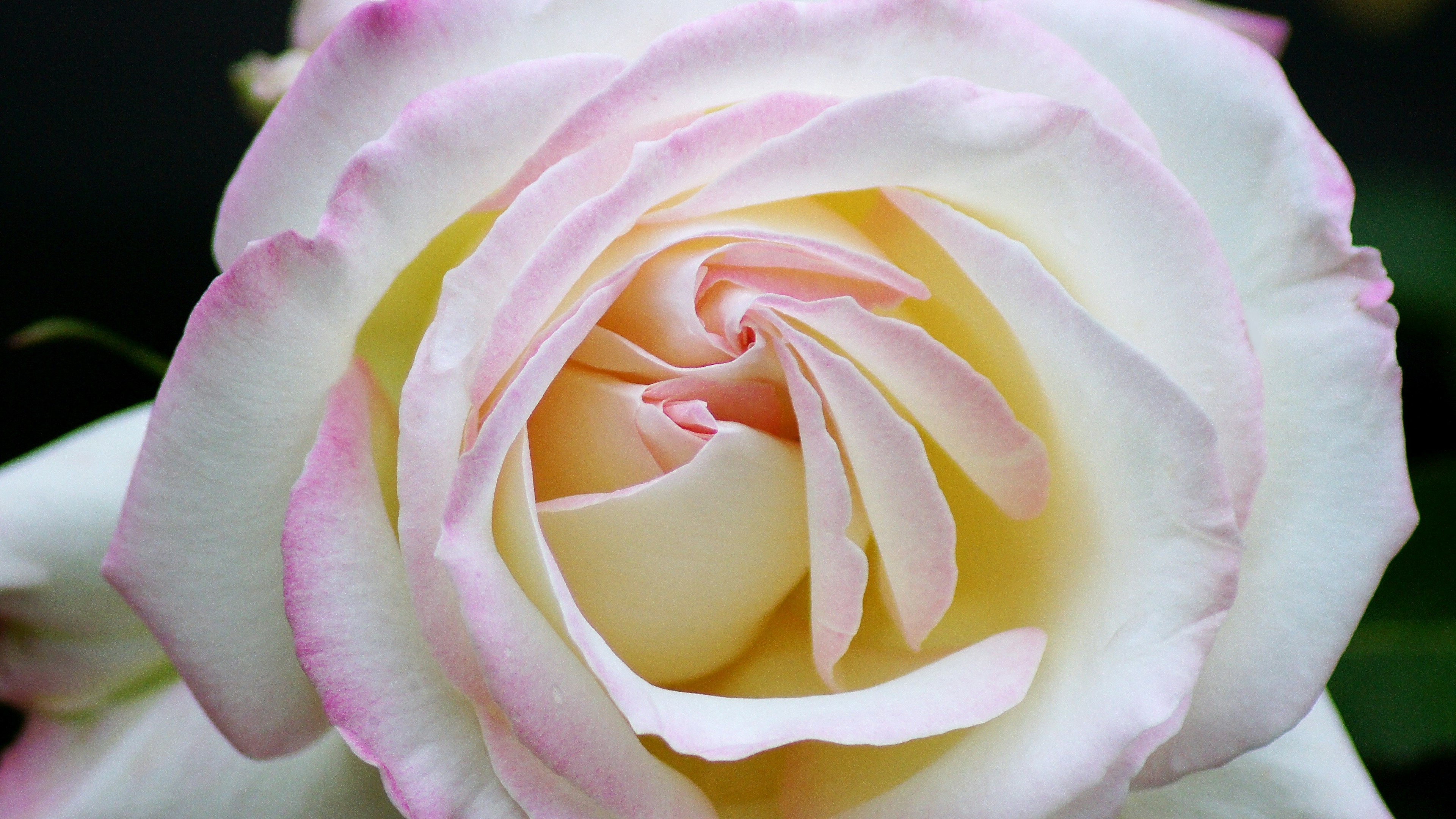 Primo piano di una rosa rosa chiaro e crema