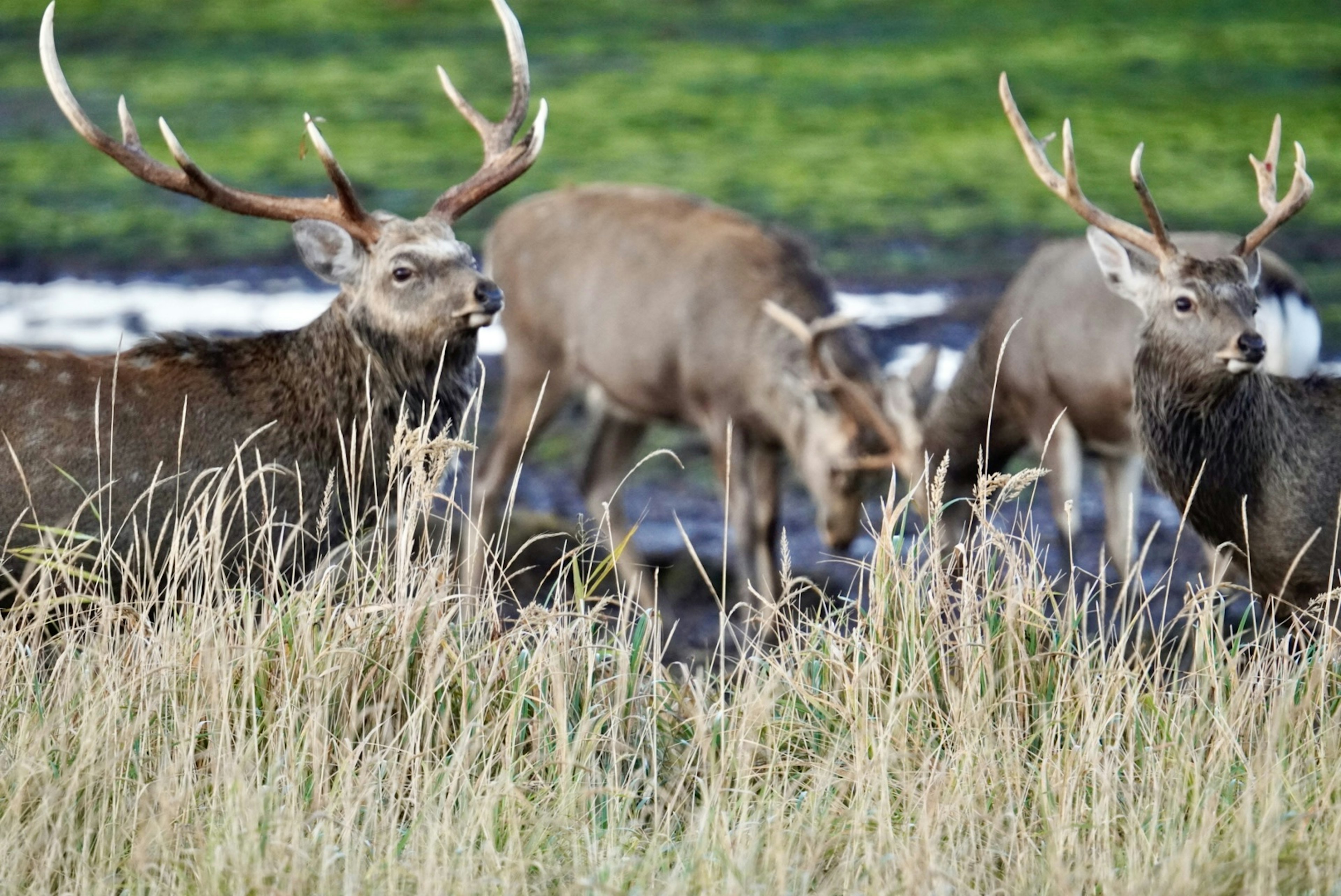 Groupe de cerfs dans un champ herbeux