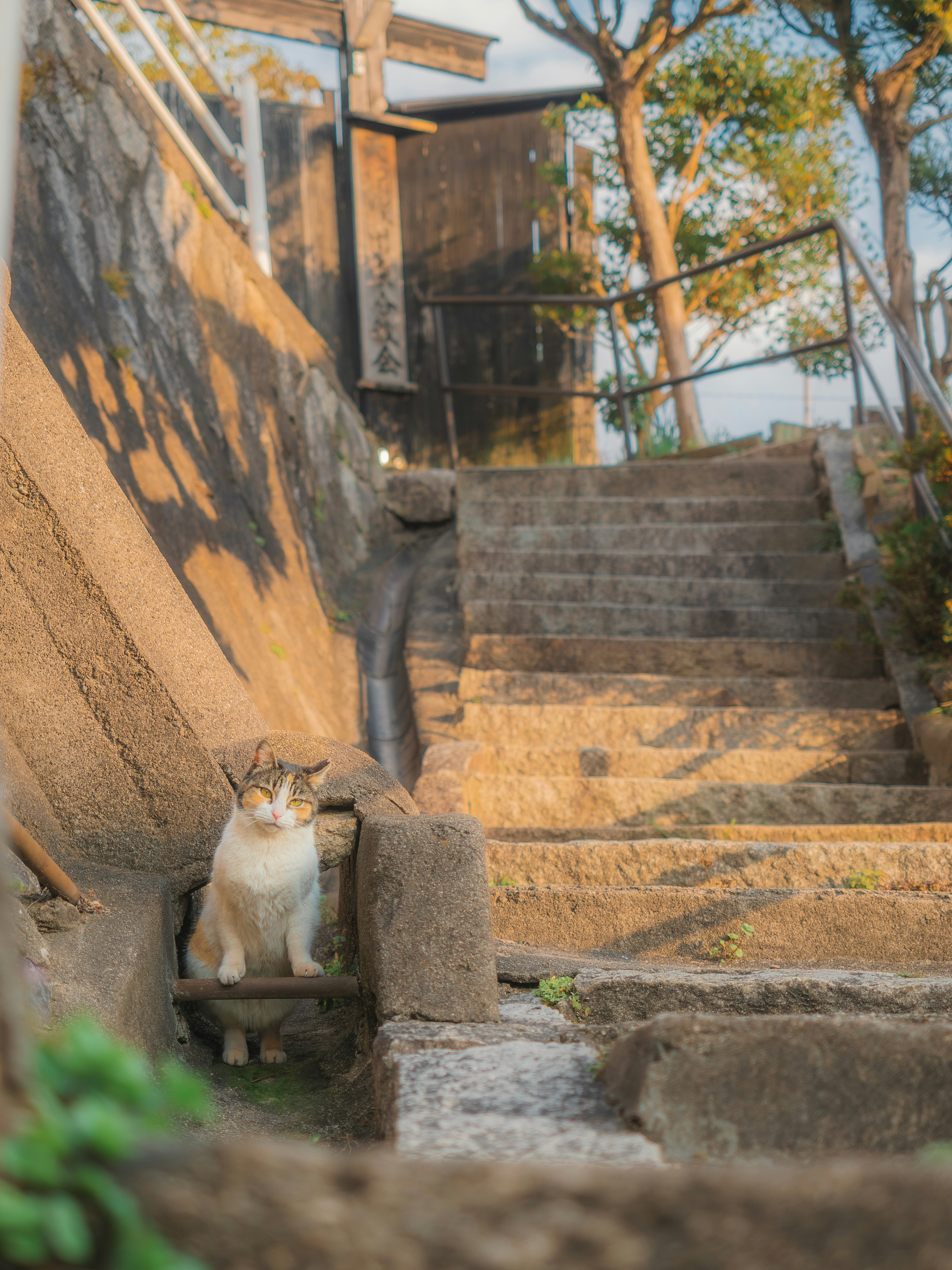 階段の前に座っている猫と自然光の中の風景