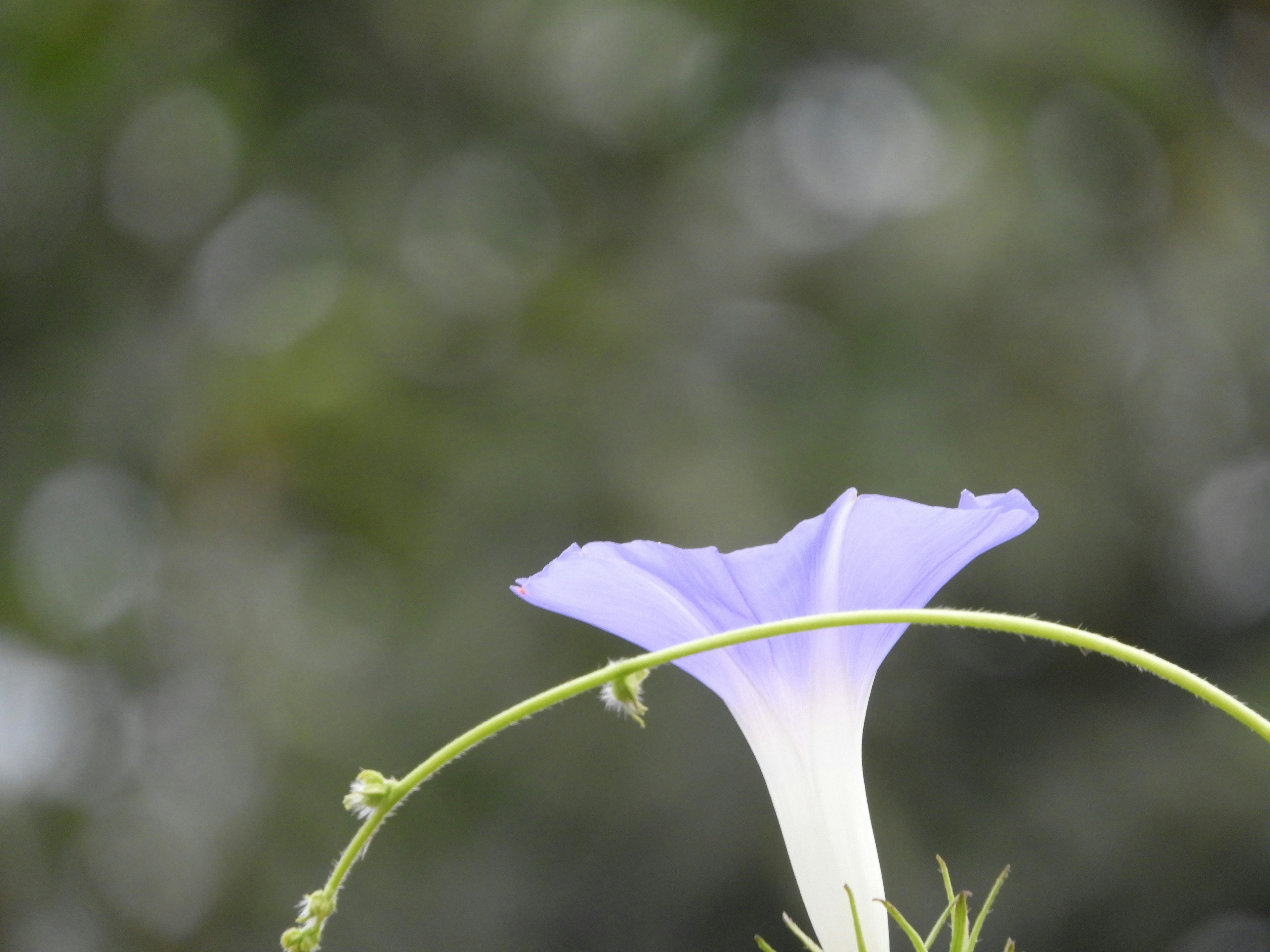 Gros plan d'une fleur violette avec tige verte