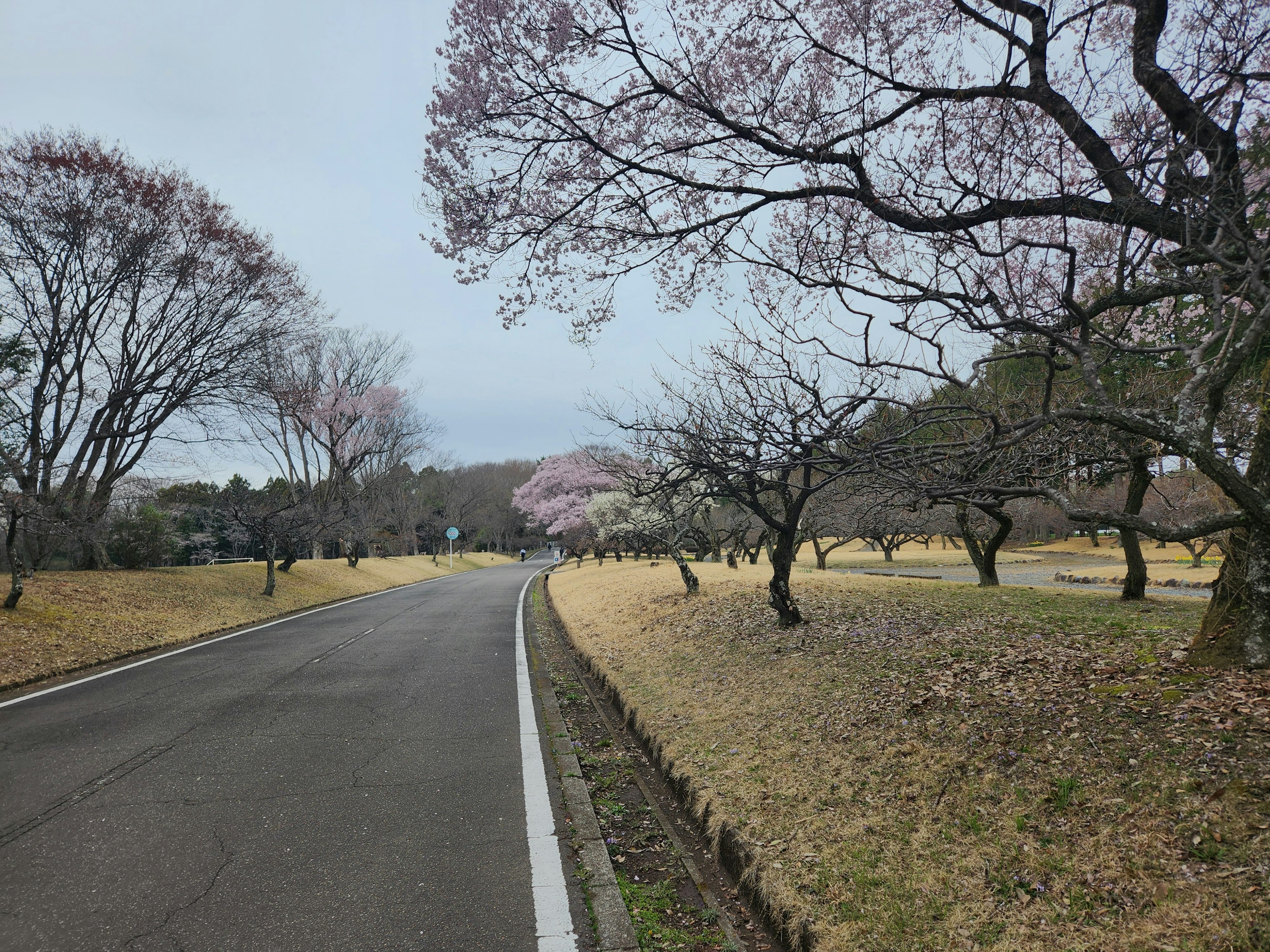 조용한 도로를 따라 있는 벚나무와 마른 풀의 경치