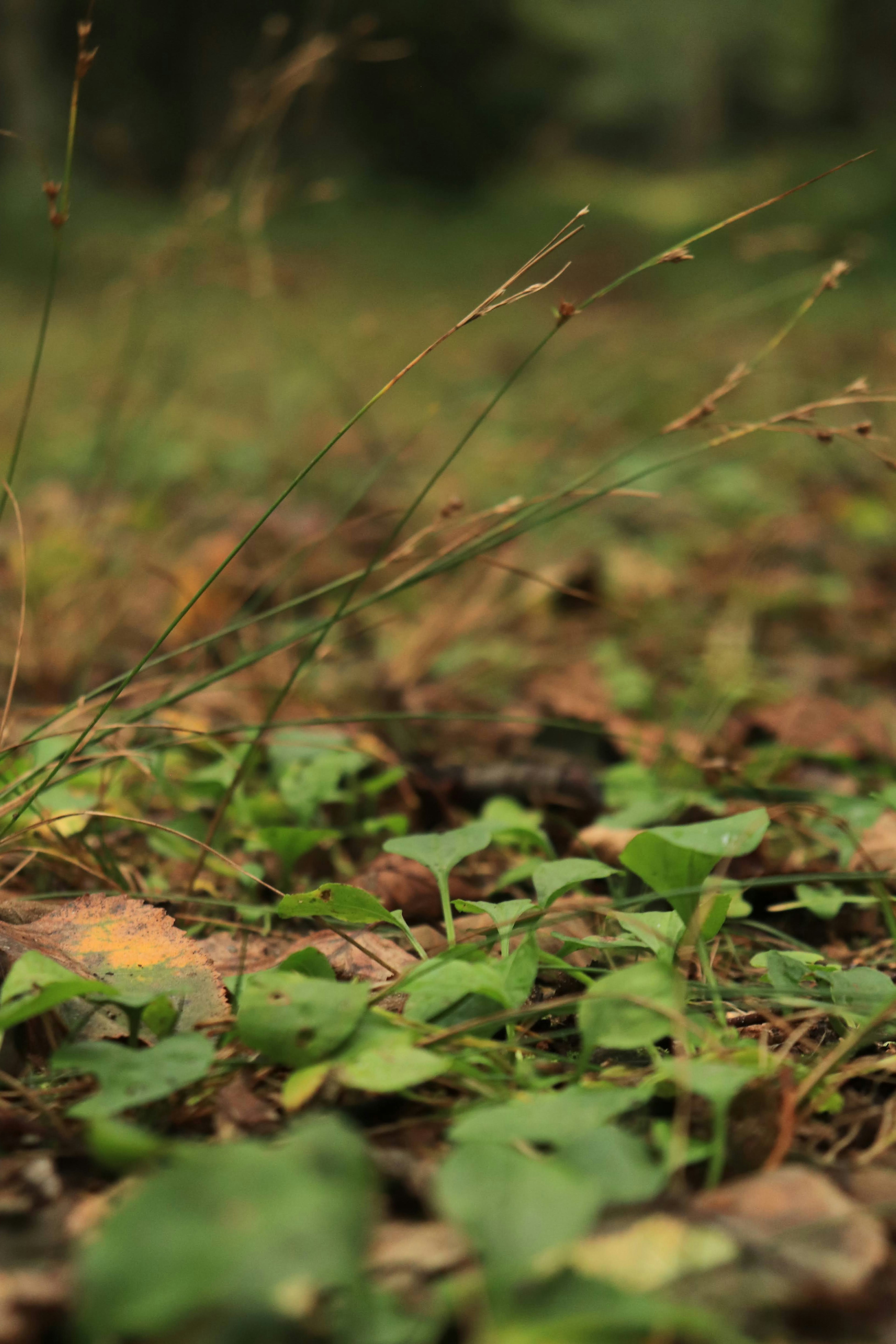 Nahaufnahme des Waldbodens mit grünen Blättern und trockenem Gras