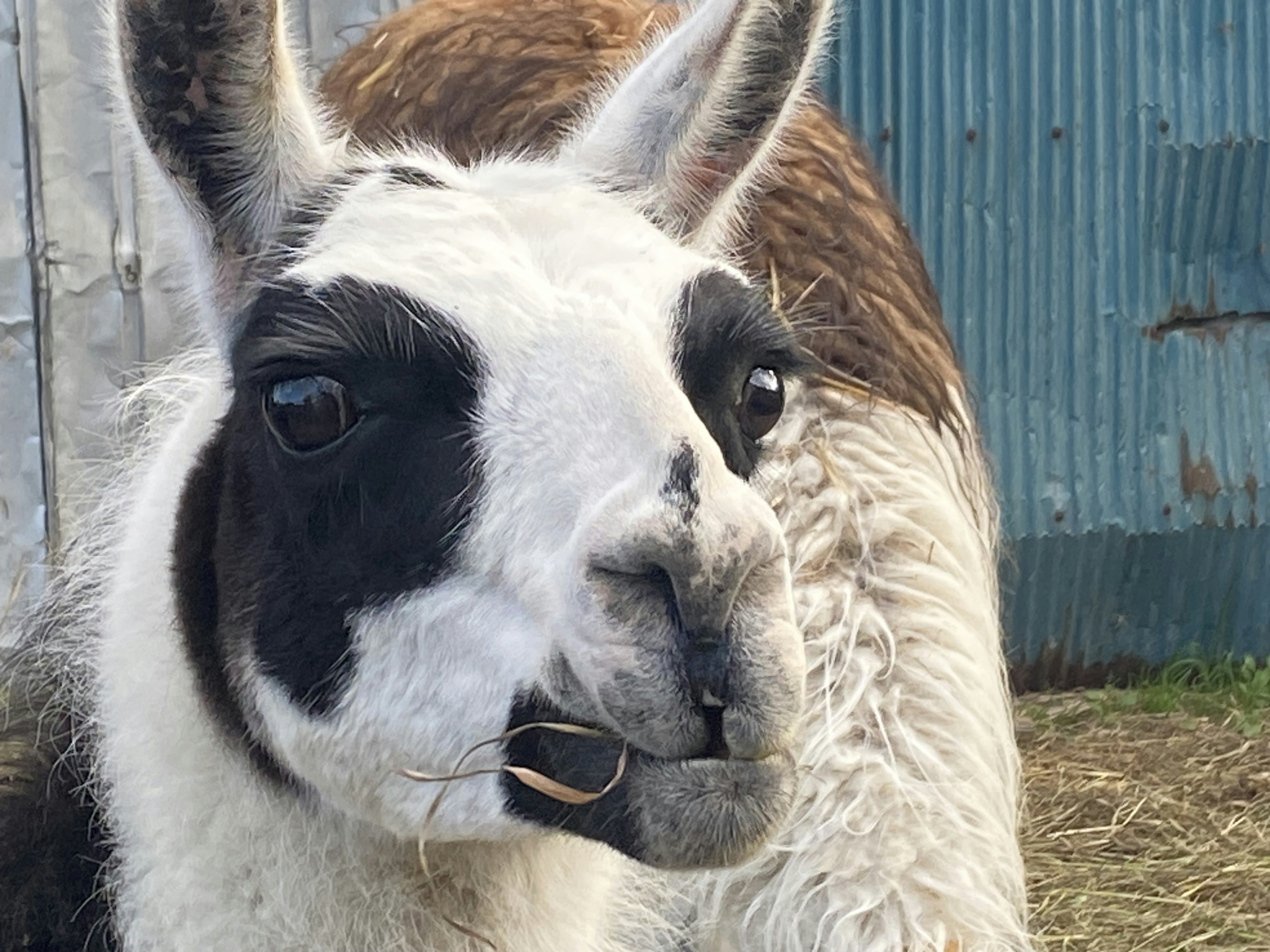 Close-up dari llama dengan pola hitam dan putih