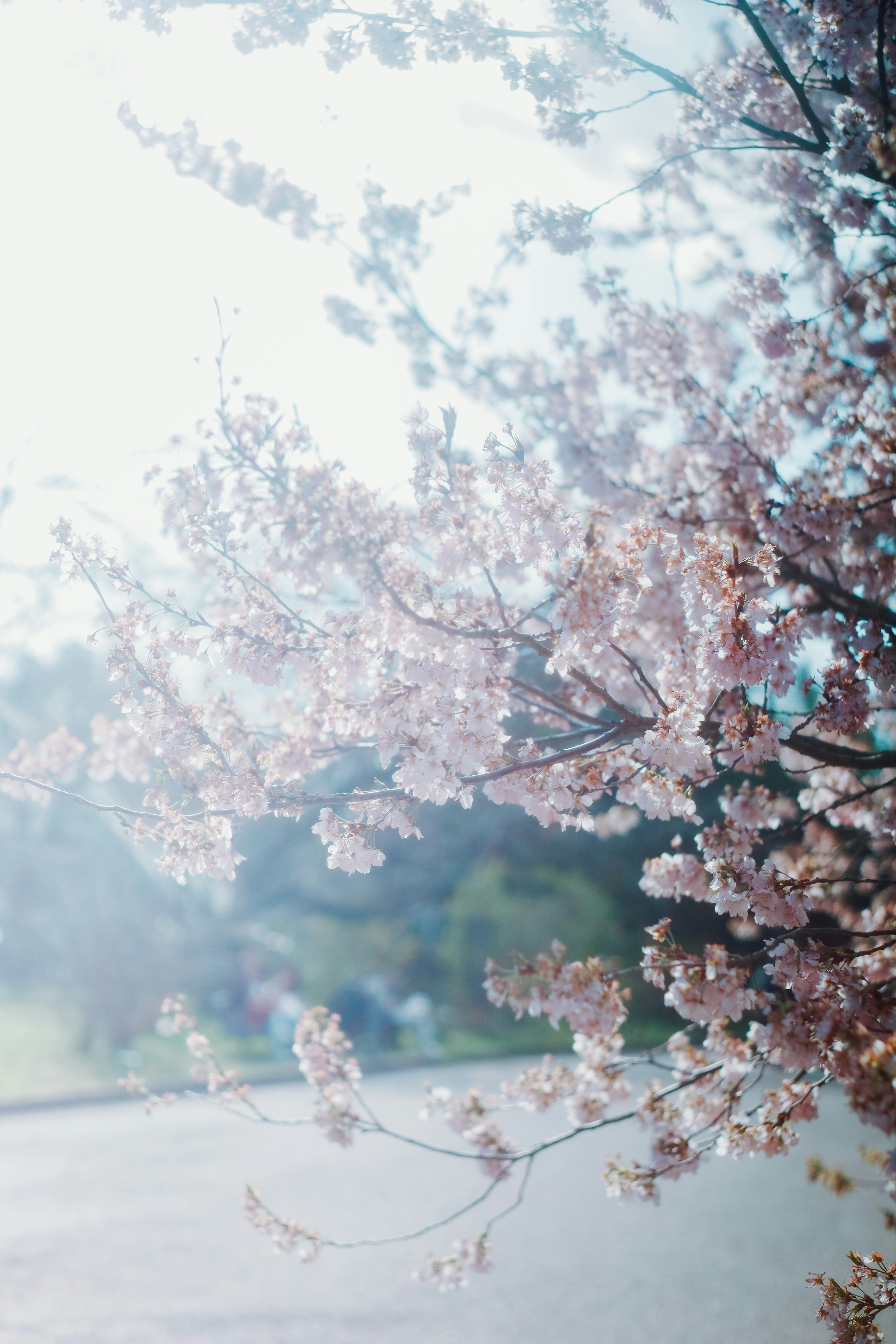 Cherry blossom branches with pink flowers under a blue sky