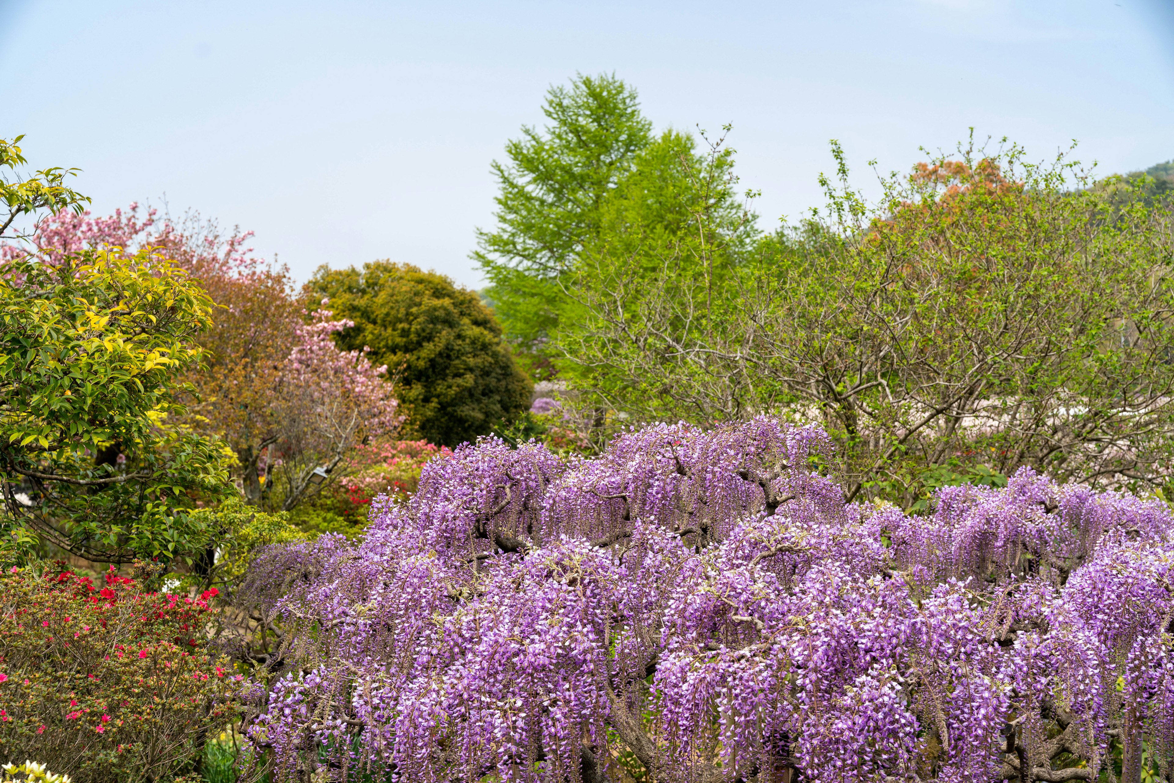 Un jardín pintoresco con flores de glicinia moradas en flor