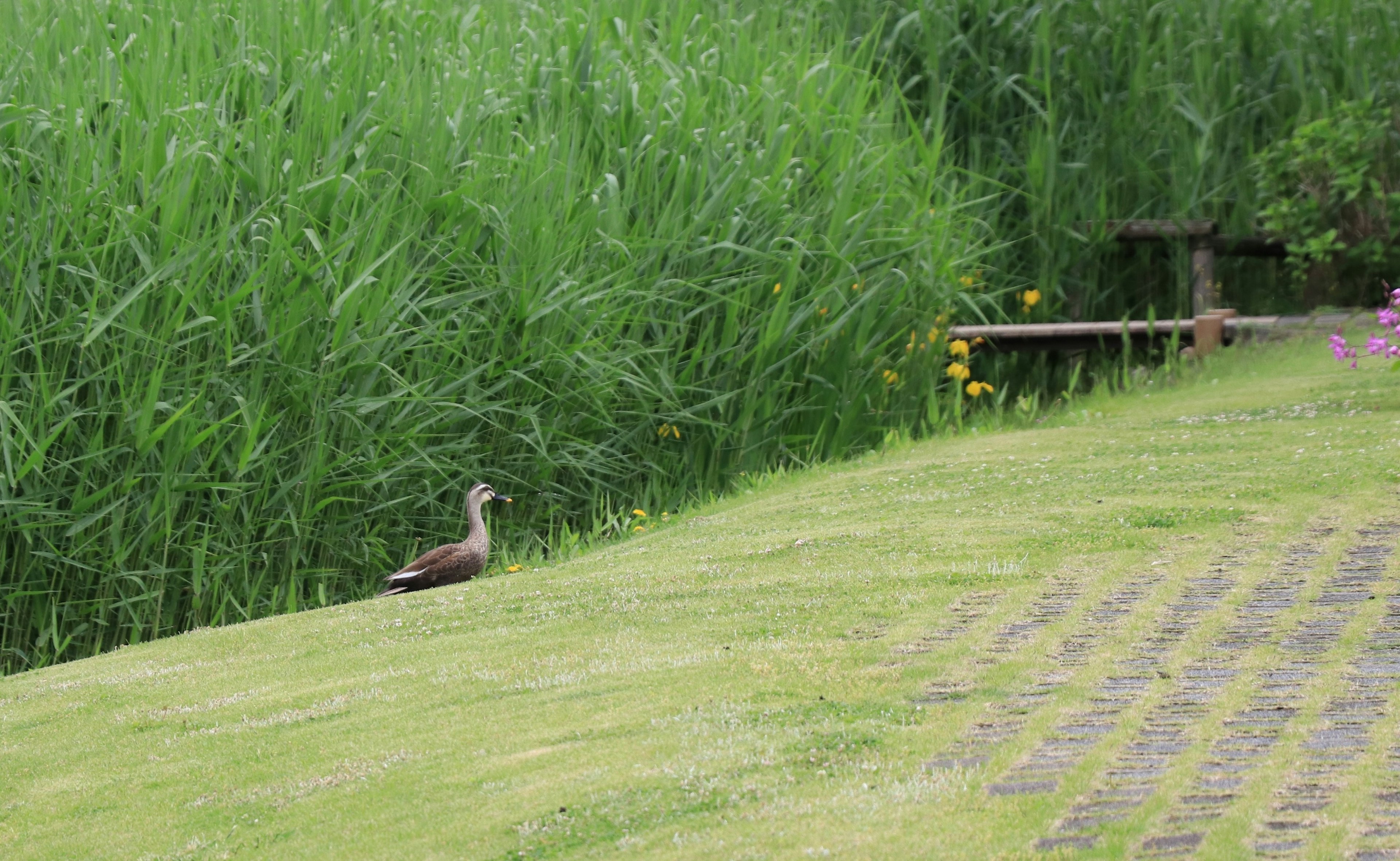 A duck on green grass with tall reeds in the background