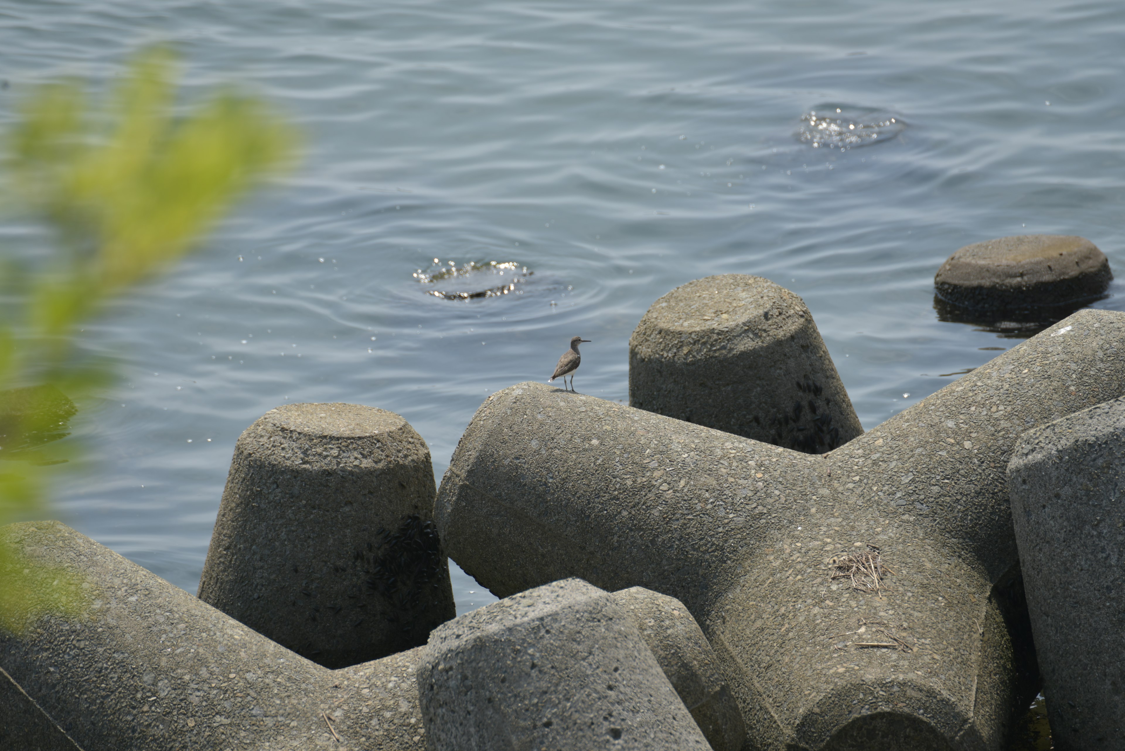 Un petit oiseau sur un brise-lames en béton près de l'eau avec des ondulations à la surface