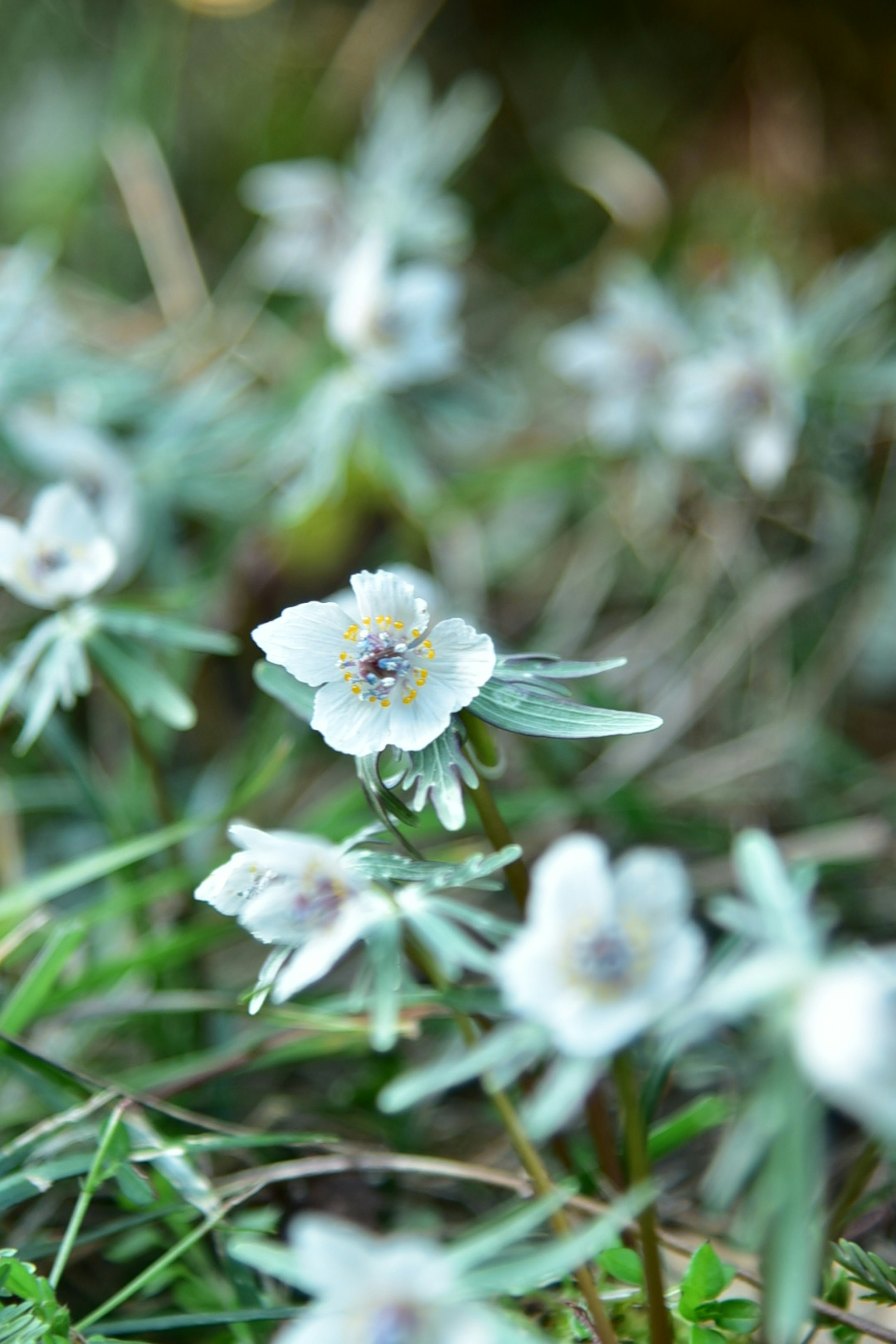 白い花が咲いている草原の風景