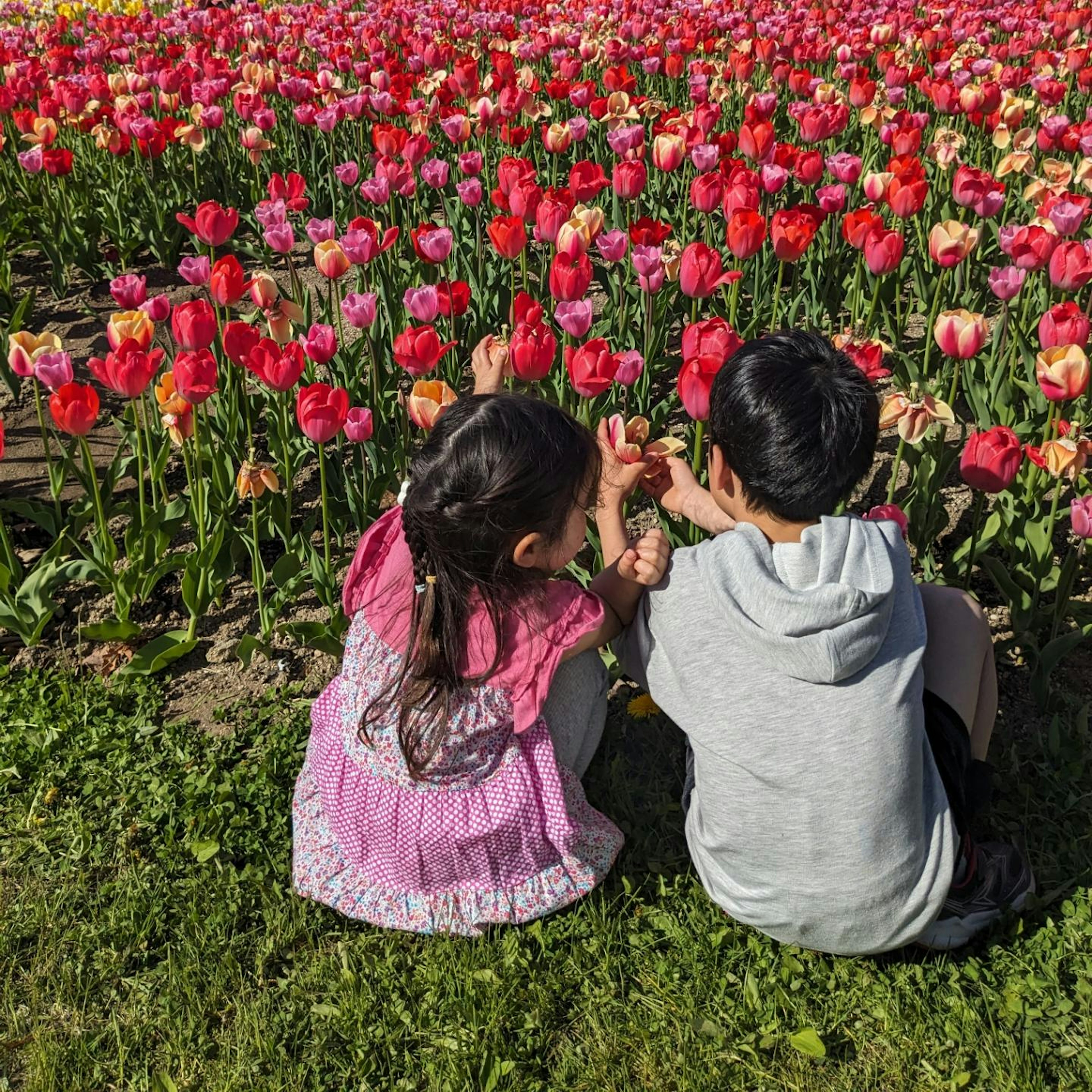 Kinder spielen vor einem bunten Tulpenfeld