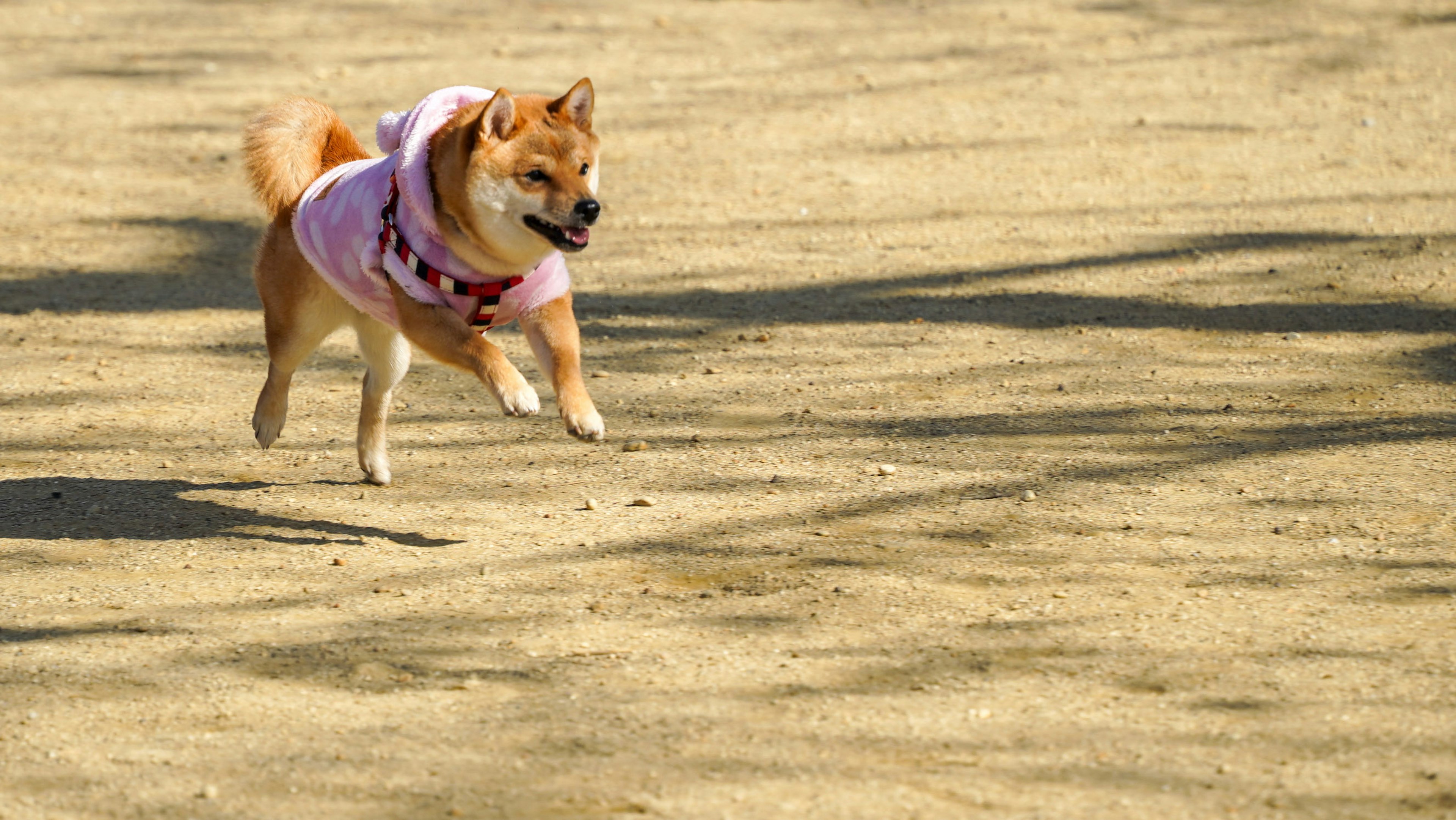 Shiba Inu in rosaem Outfit, der auf sandigem Boden rennt