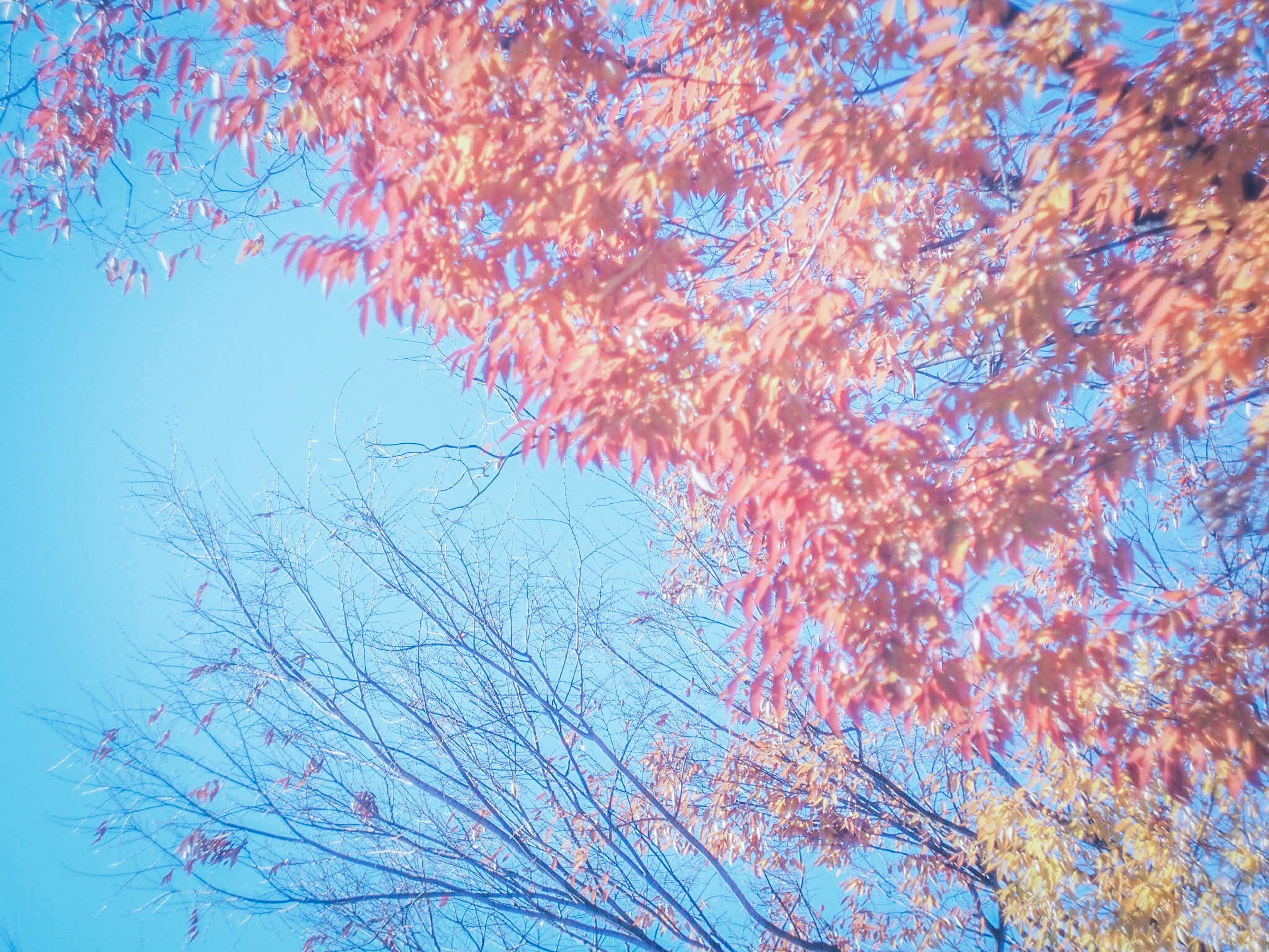 Feuillage d'automne en nuances de rose contre un ciel bleu clair