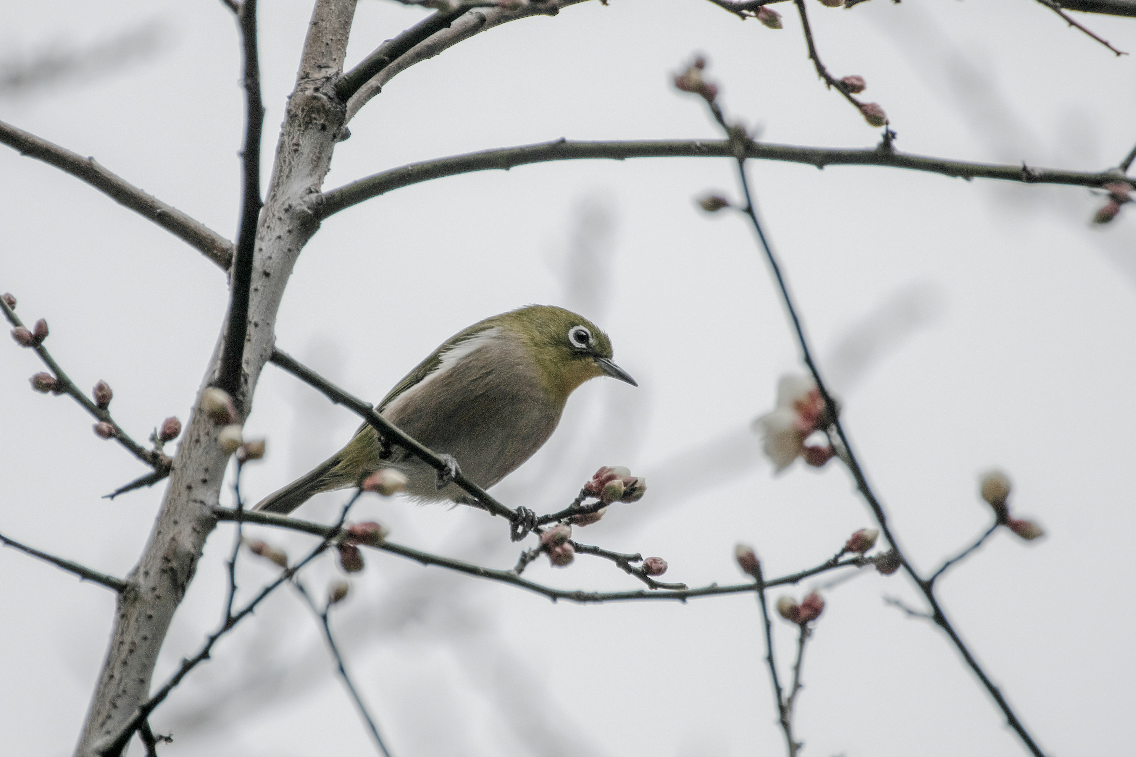 Ojo blanco japonés posado en una rama