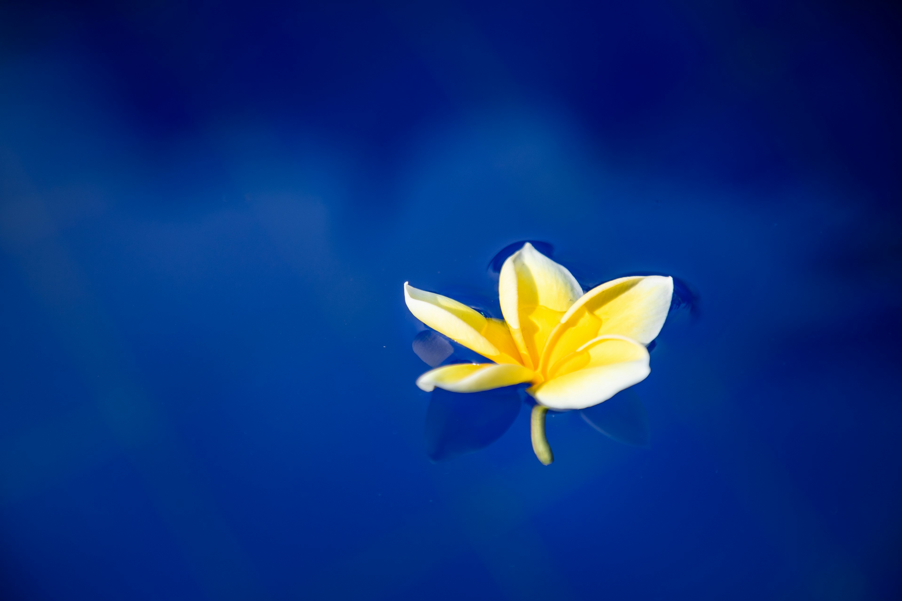 A white flower with yellow petals floating on blue water