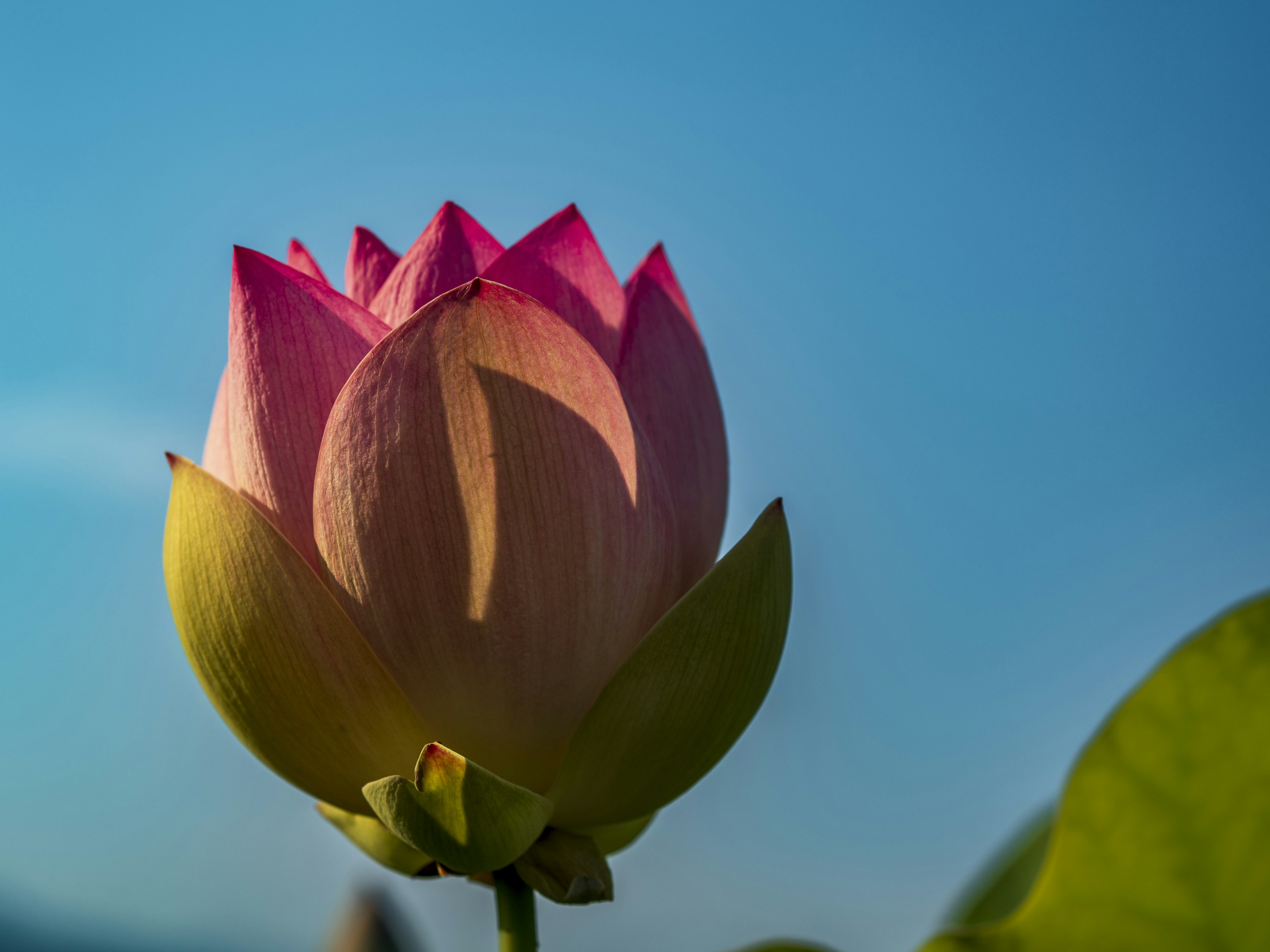 A beautiful lotus flower blooming under a blue sky