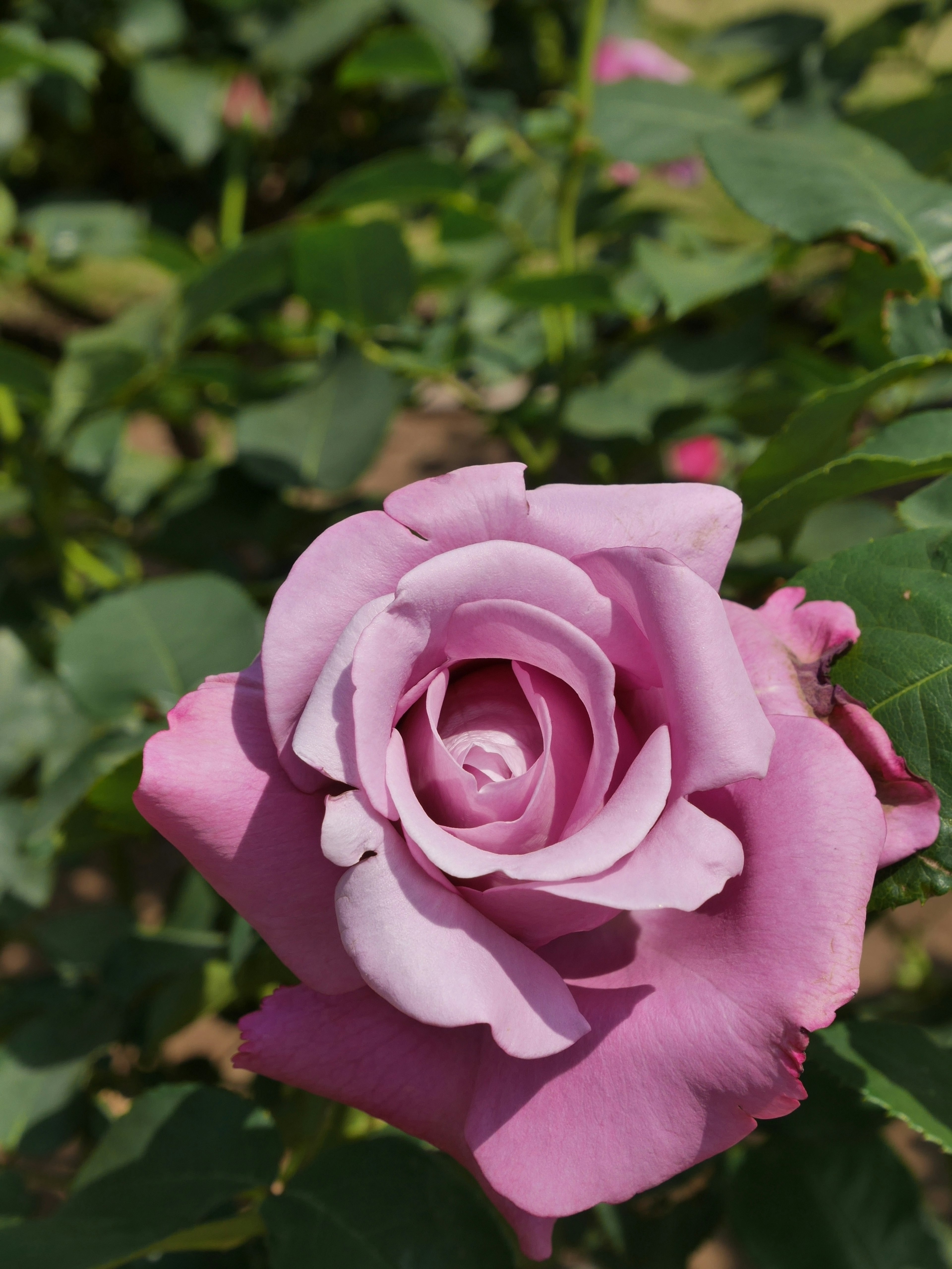 Una hermosa rosa púrpura pálida floreciendo entre hojas verdes