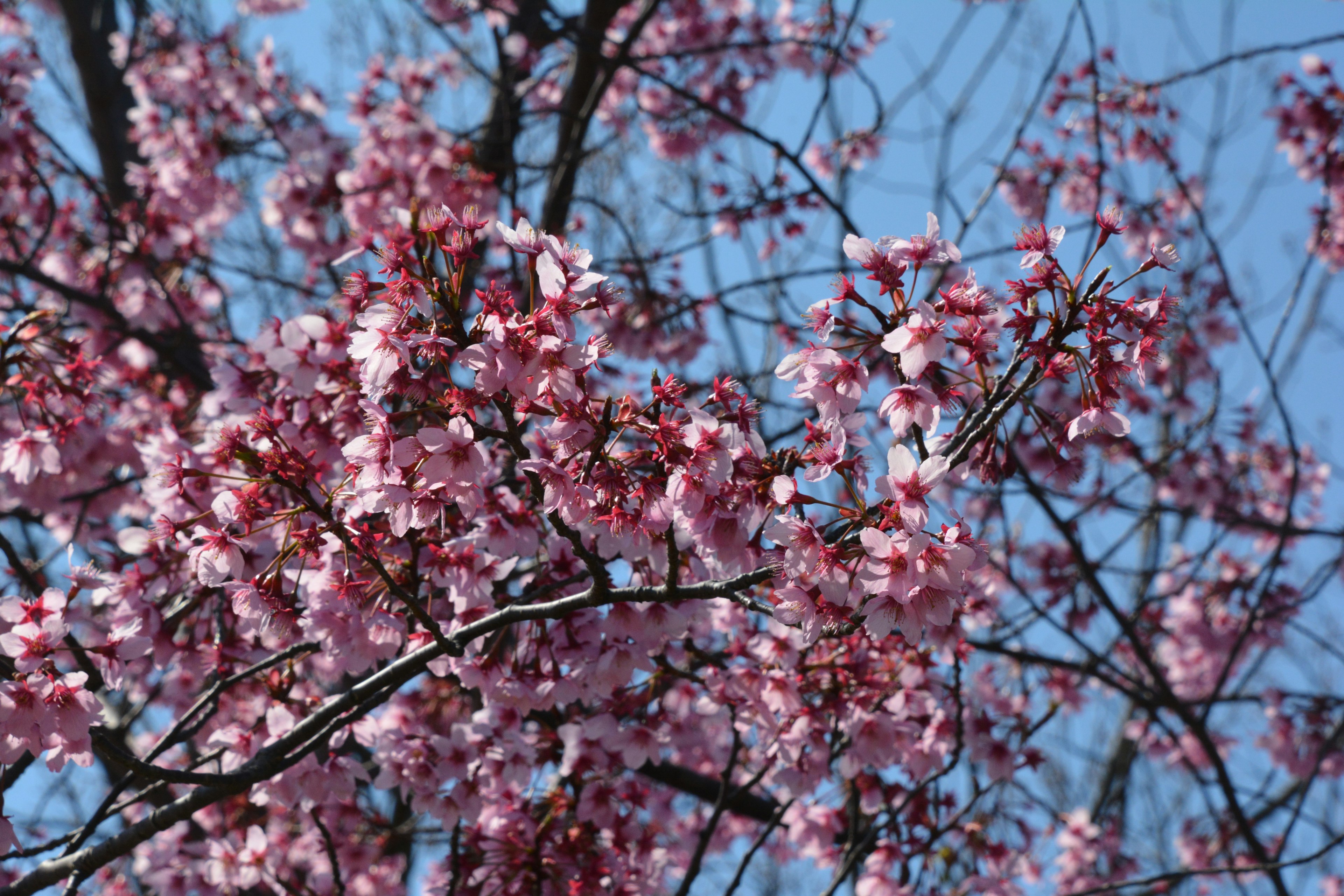 Primo piano di fiori di ciliegio in fiore sotto un cielo blu