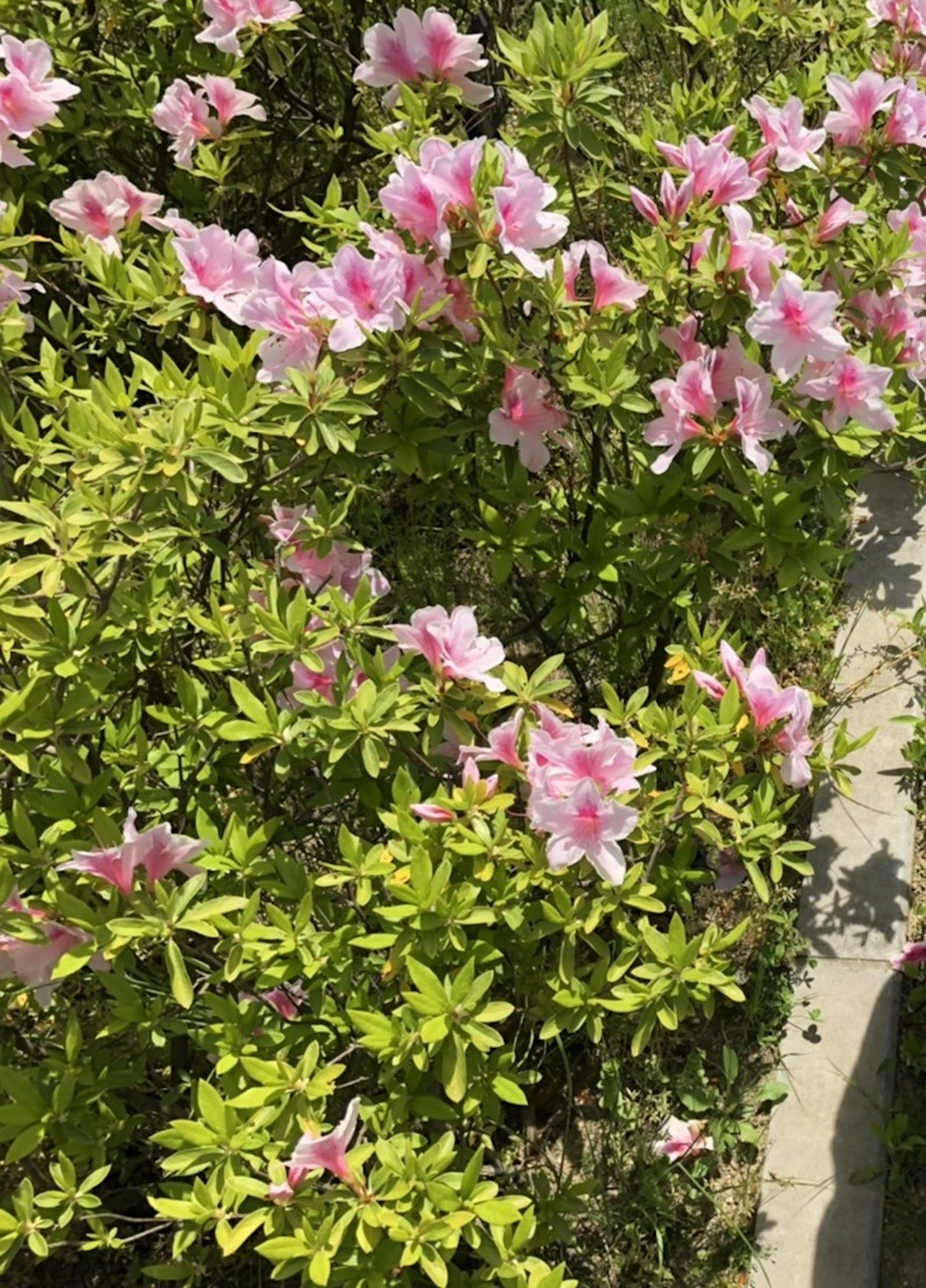 Close-up of lush green plants with pink flowers