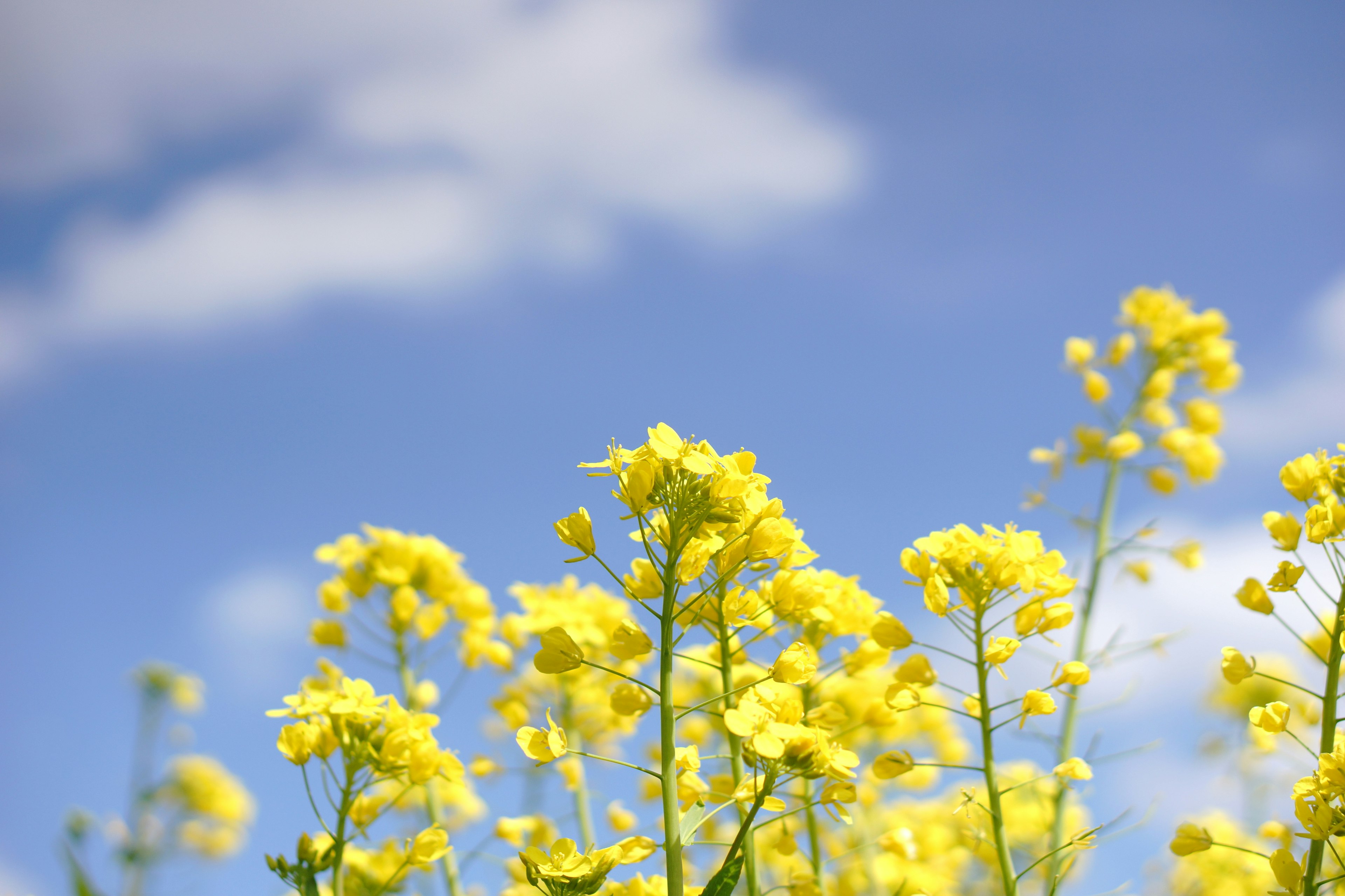 Feld mit gelben Rapsblumen unter einem blauen Himmel