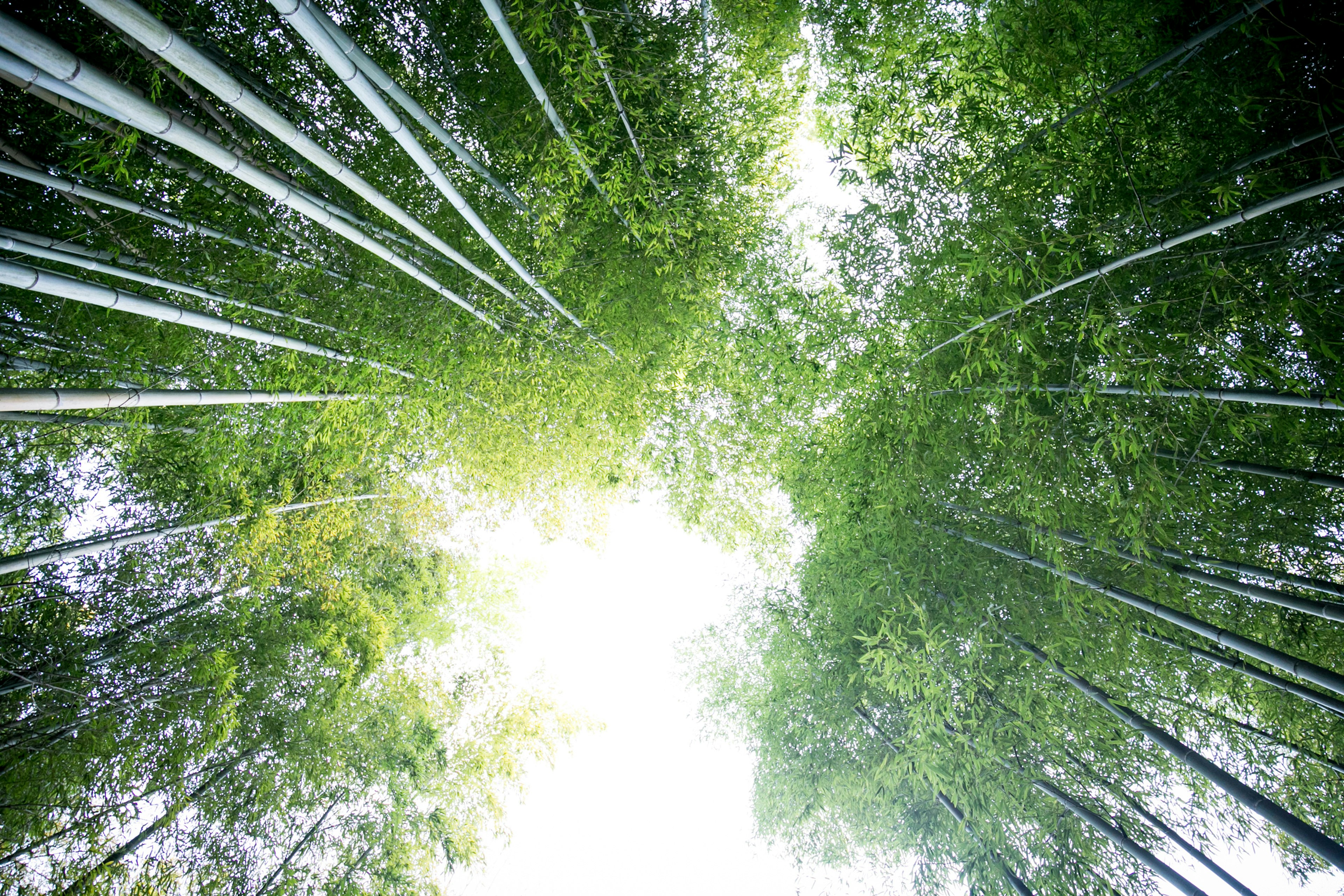 Tampilan dari bawah hutan bambu Daun hijau melimpah Cahaya terang menembus