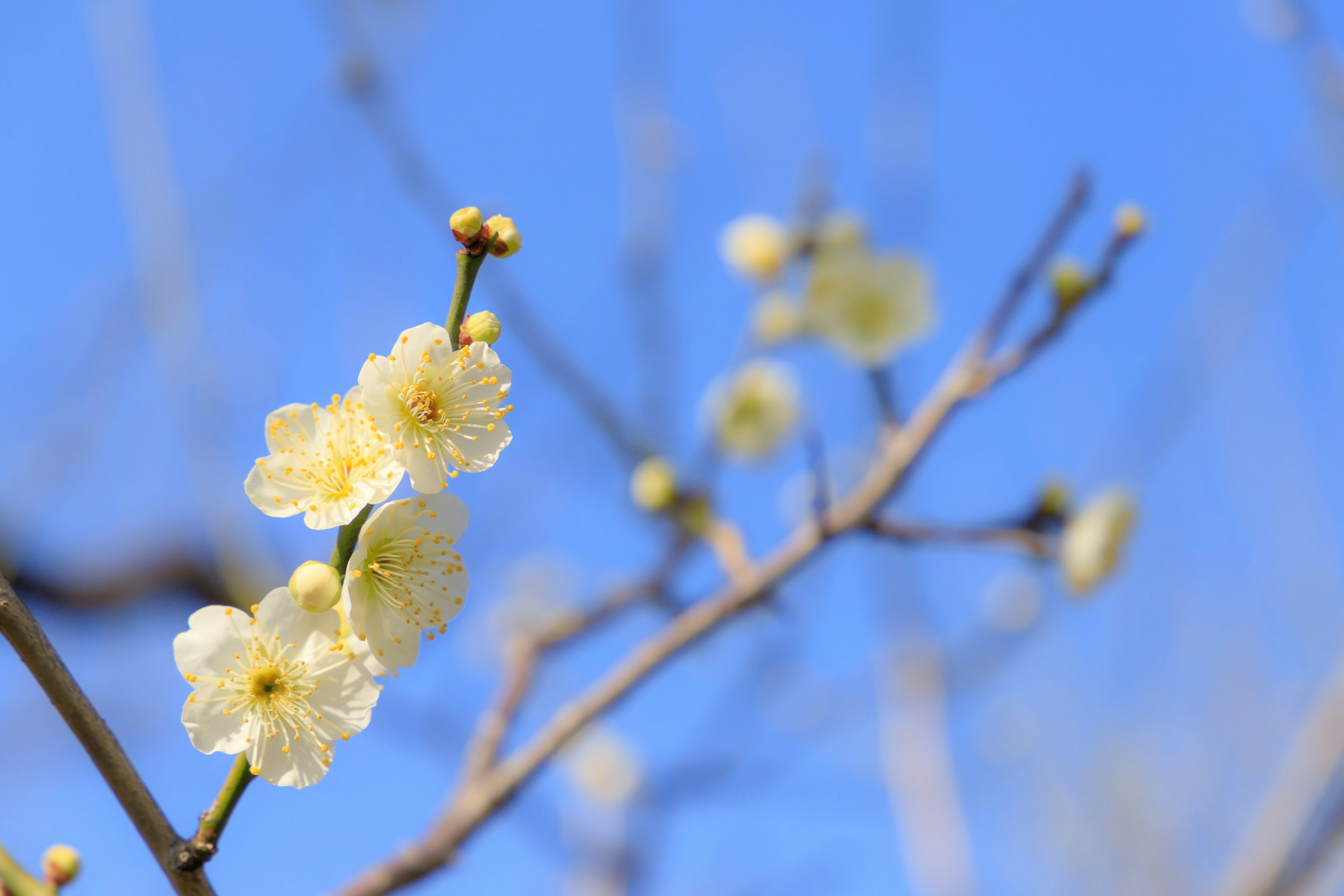 Delicadas flores de ciruelo amarillas floreciendo contra un cielo azul claro