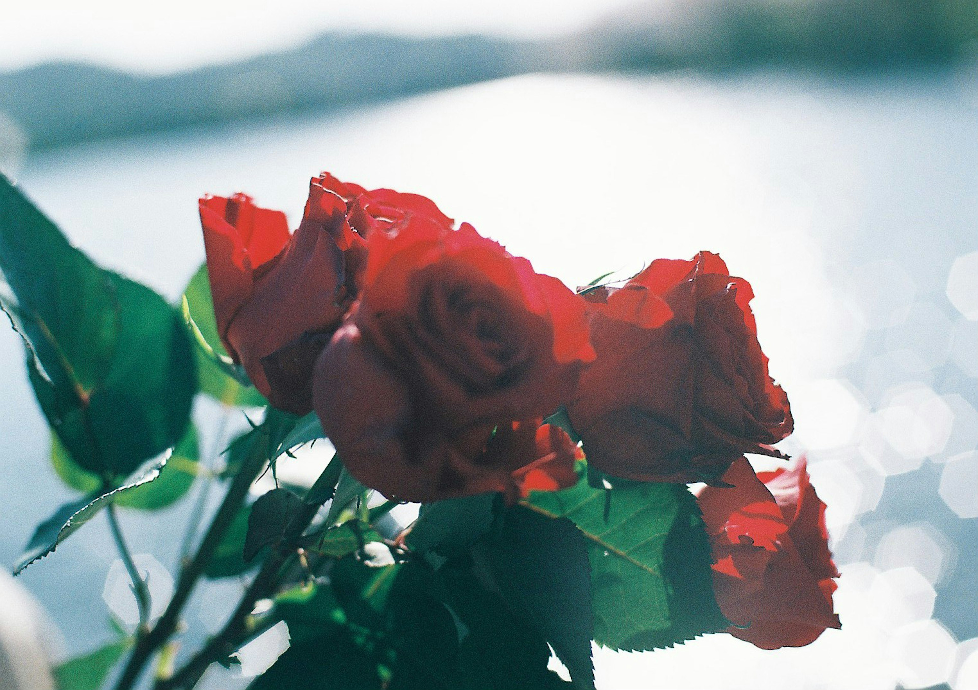 Bouquet di rose rosse con sfondo di superficie d'acqua sfocata