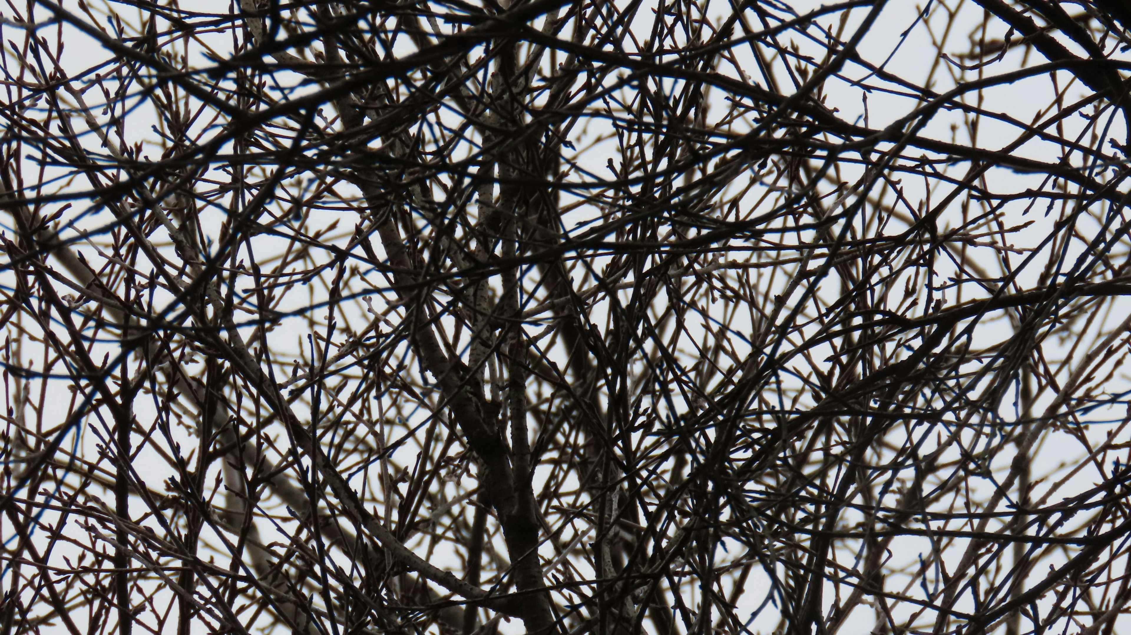 Silhouette of a winter tree with intersecting black branches