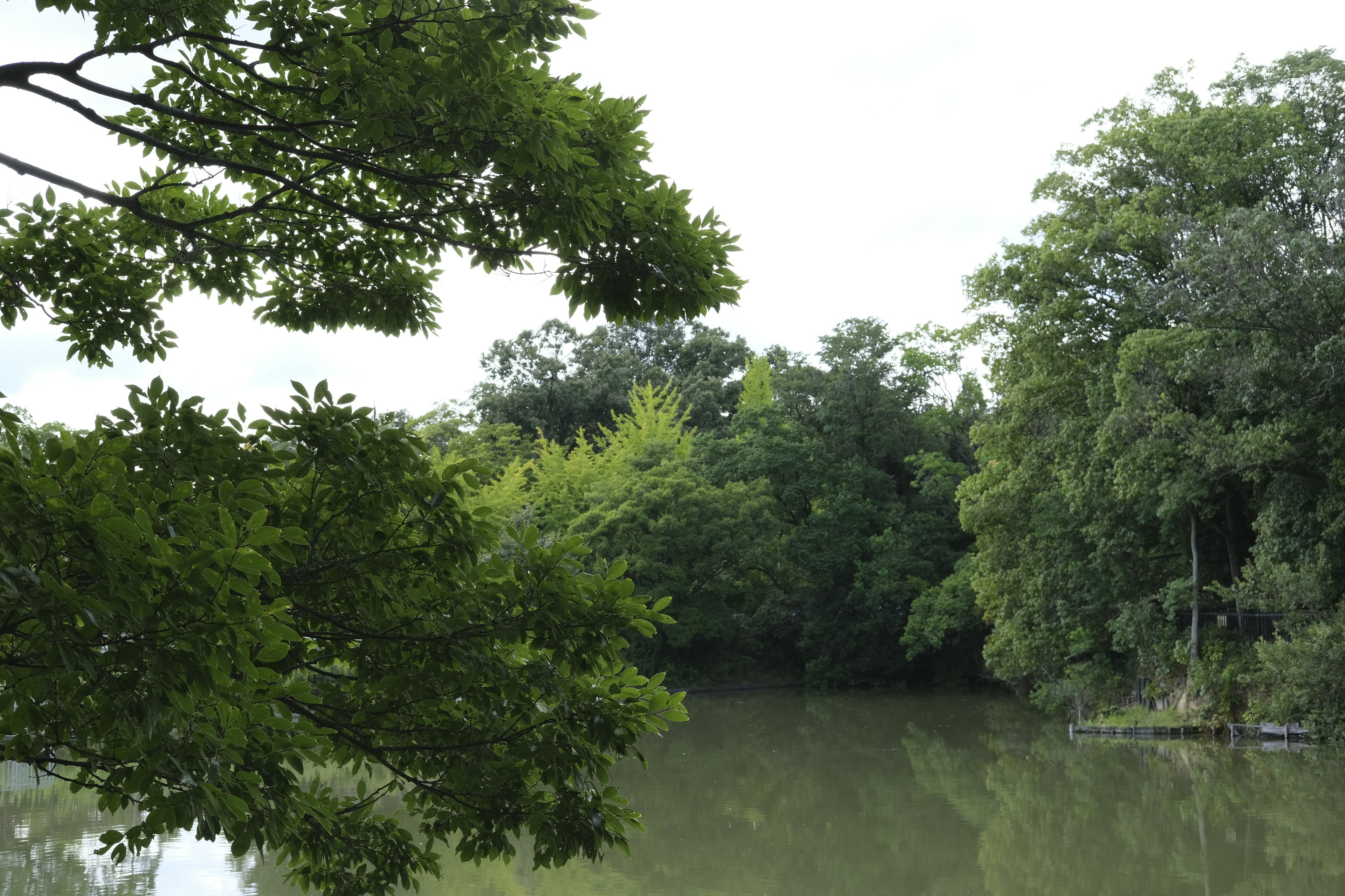 Serene landscape with lush green trees surrounding a calm lake