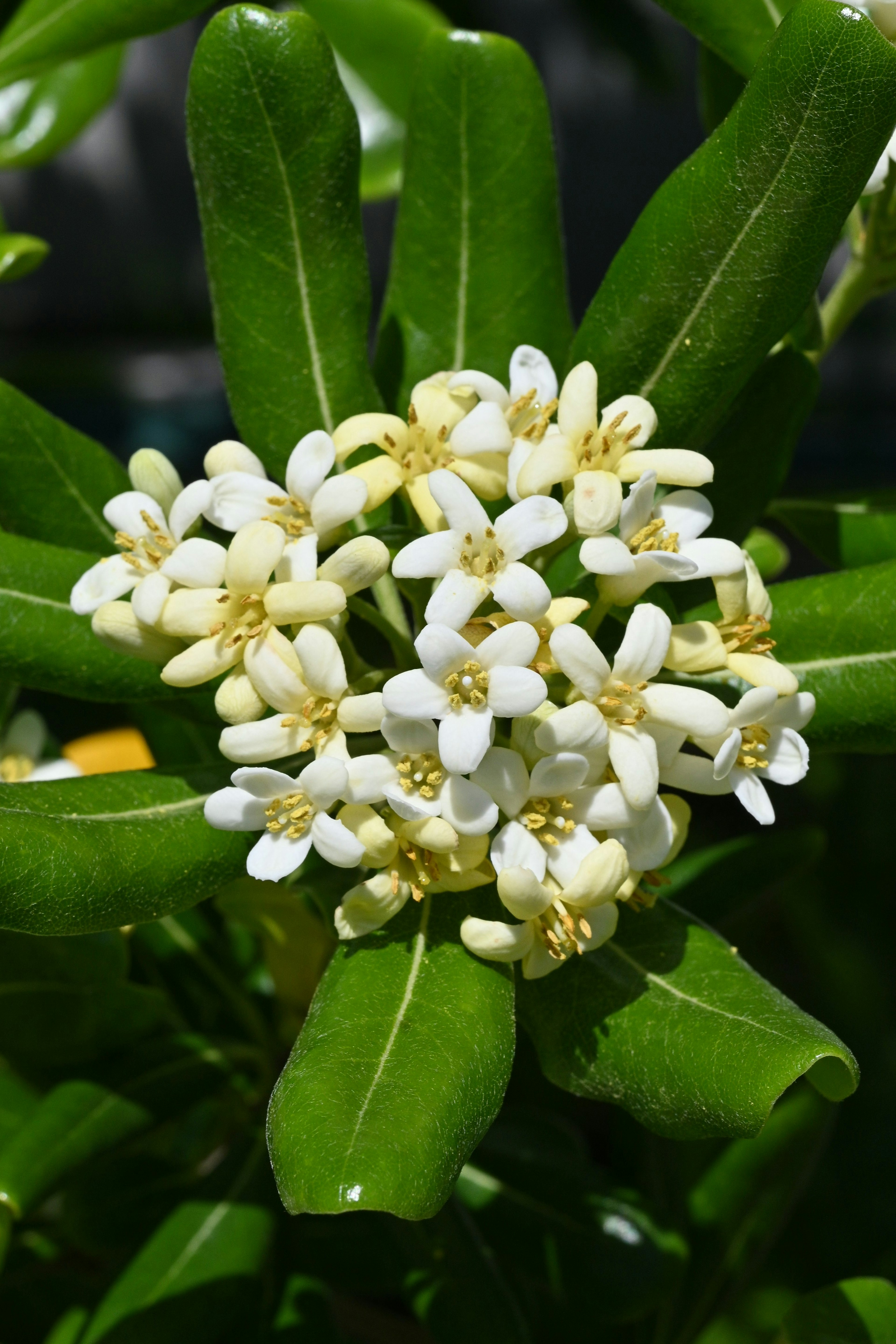 Primer plano de una planta con flores blancas y hojas verdes