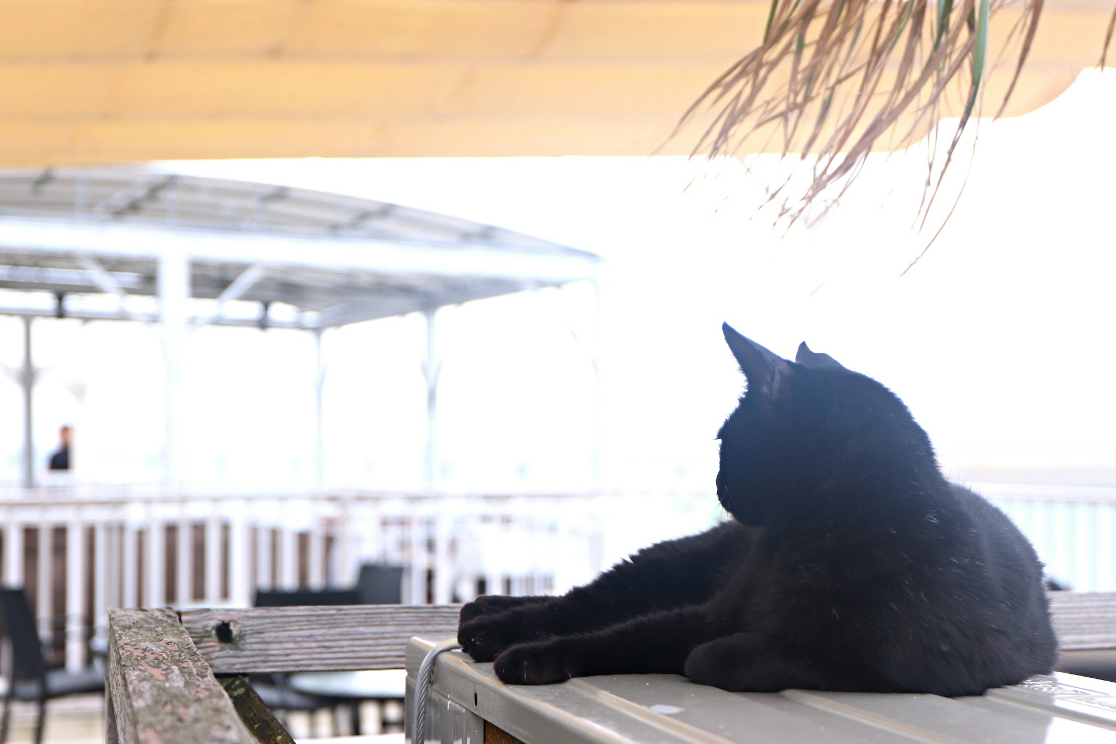 A black cat lounging on a table