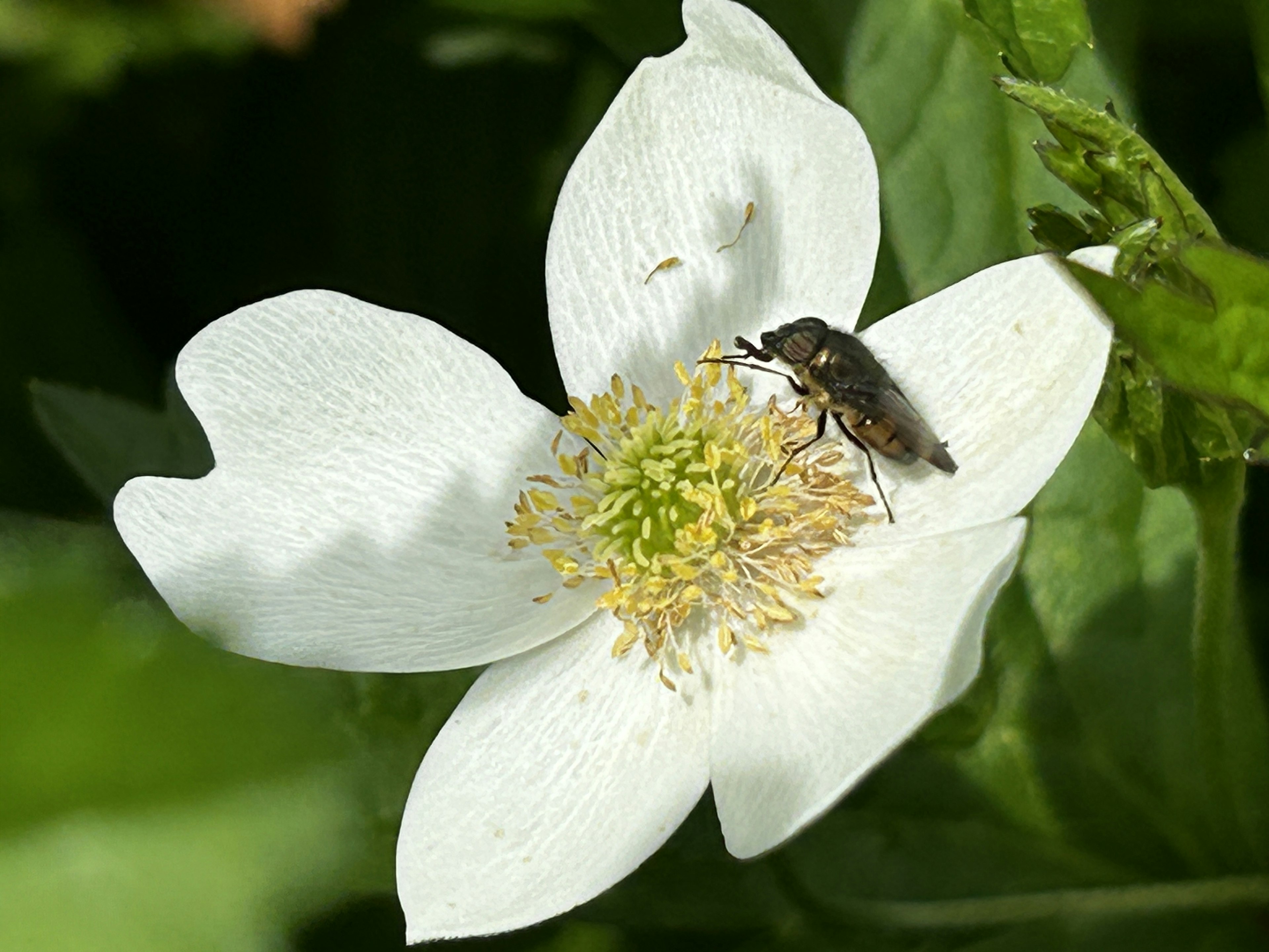 A close-up of a white flower with a small insect on it