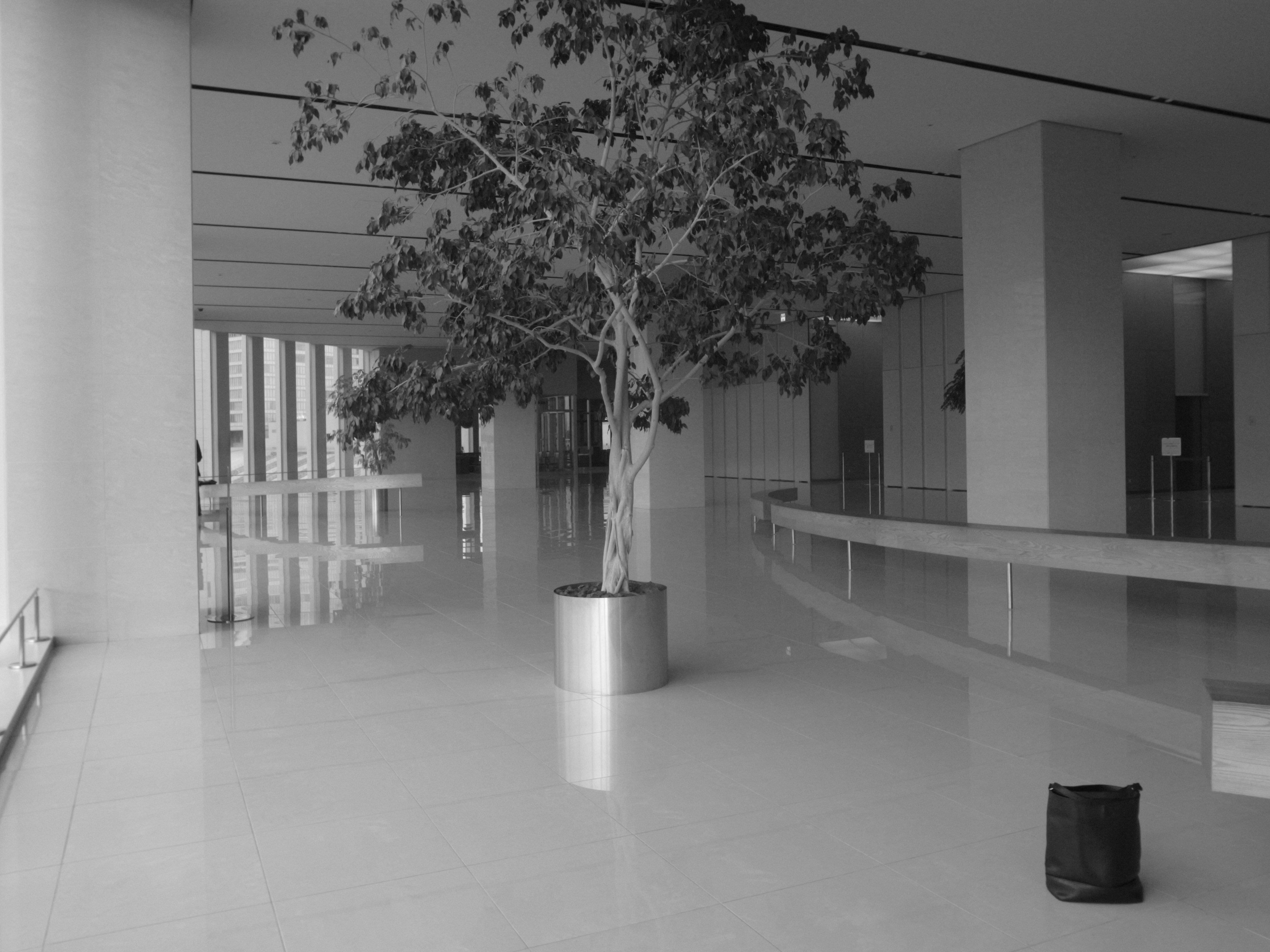 Un espace contemporain en noir et blanc avec une grande plante en pot et un sol carrelé brillant