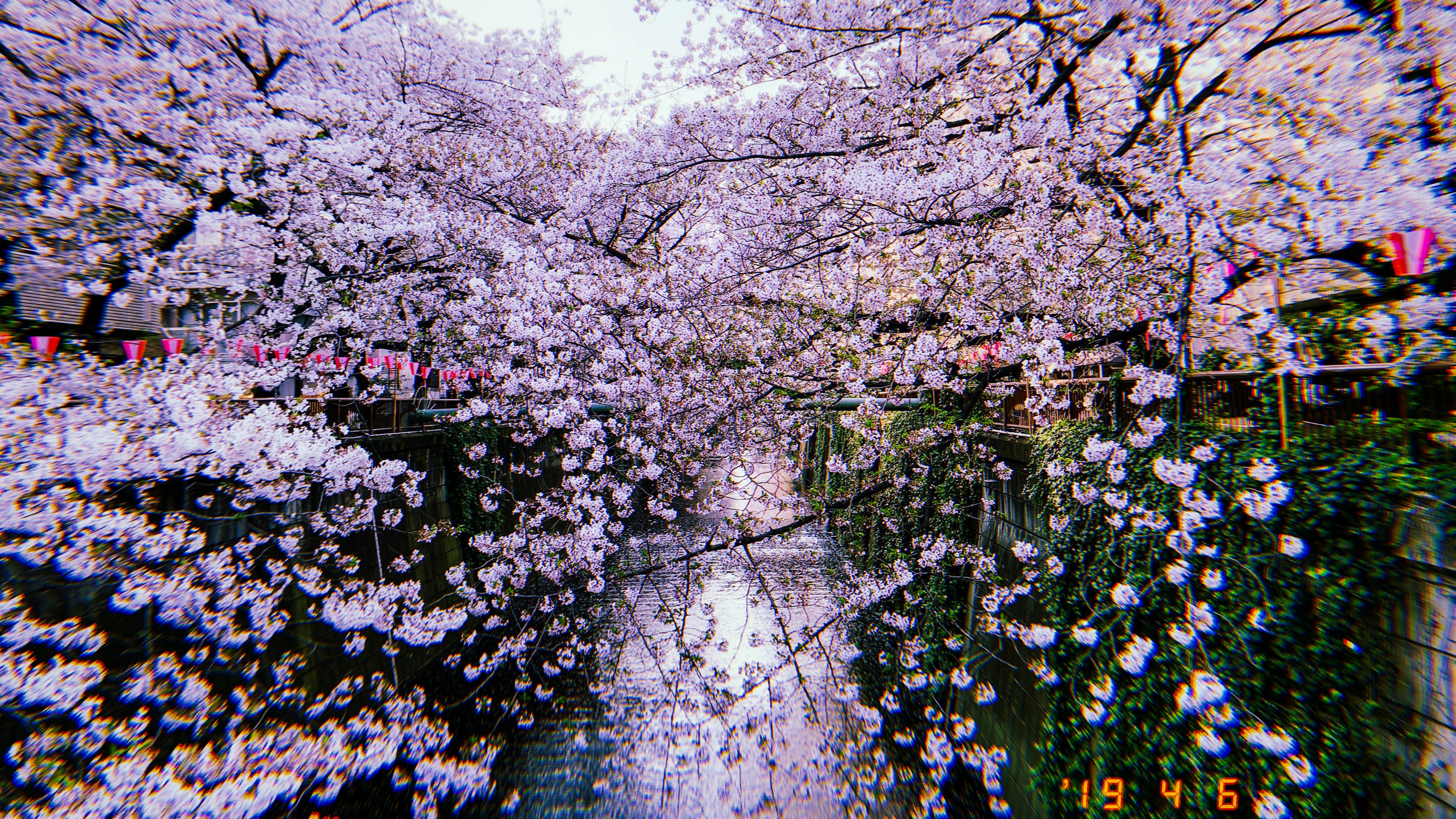 沿着宁静河流的樱花树盛开的美丽景色