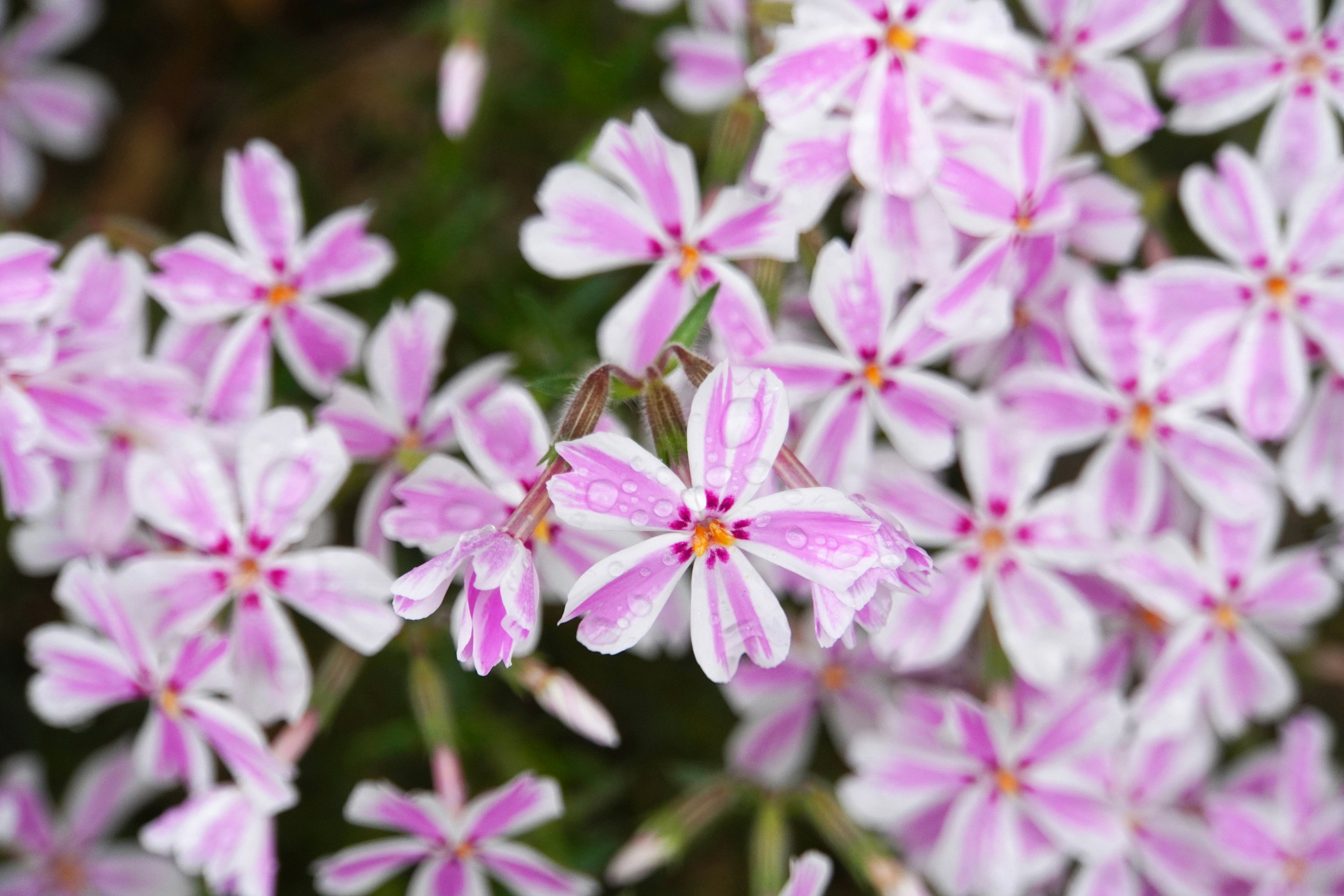 Close-up of small flowers with pink petals