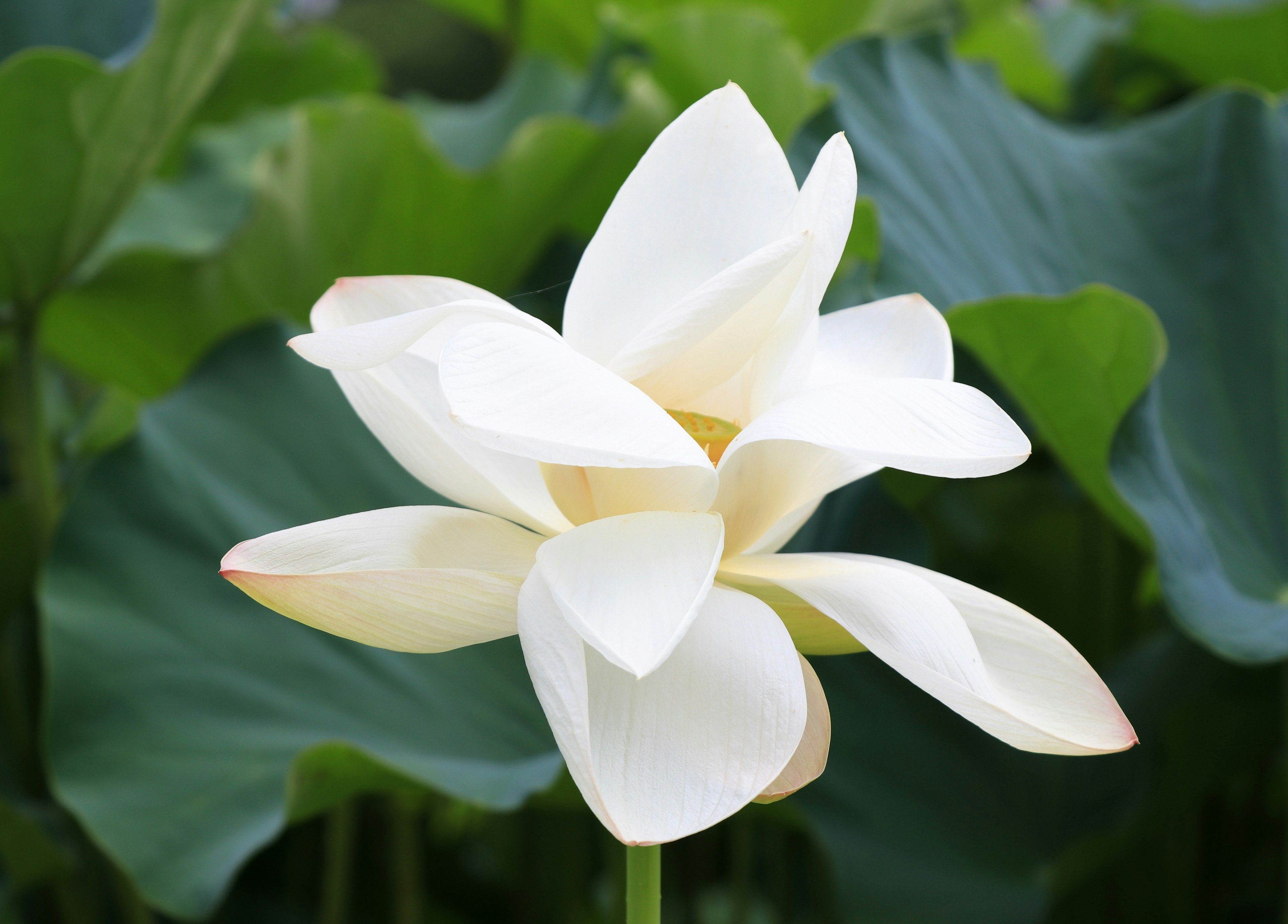 Un fiore di loto bianco che sboccia tra foglie verdi